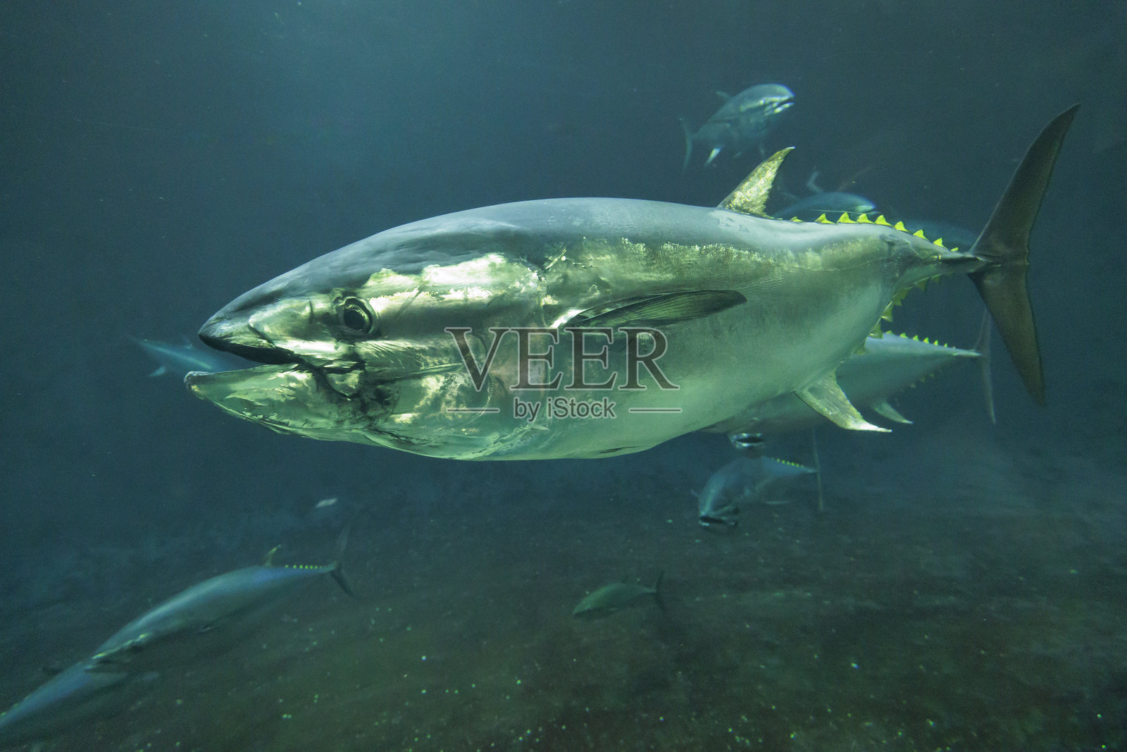 游泳的蓝鳍金枪鱼照片摄影图片