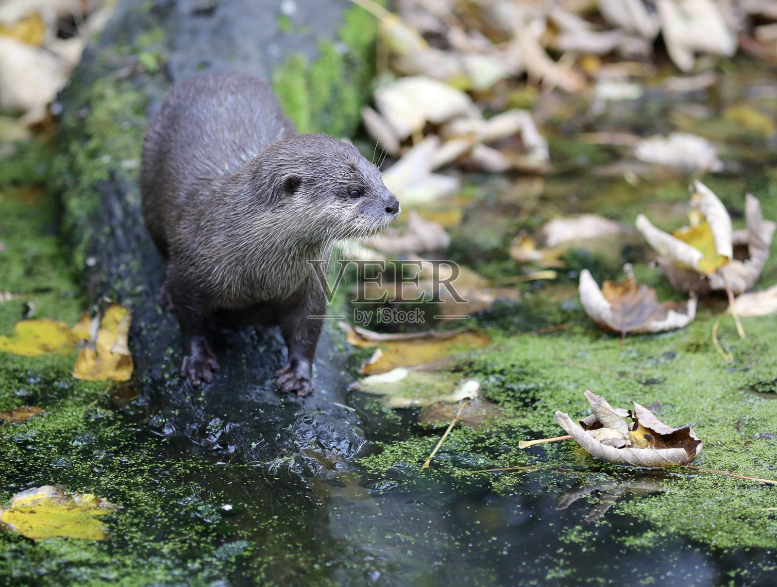 亚洲小爪水獺 (Aonyx cinereus)照片摄影图片