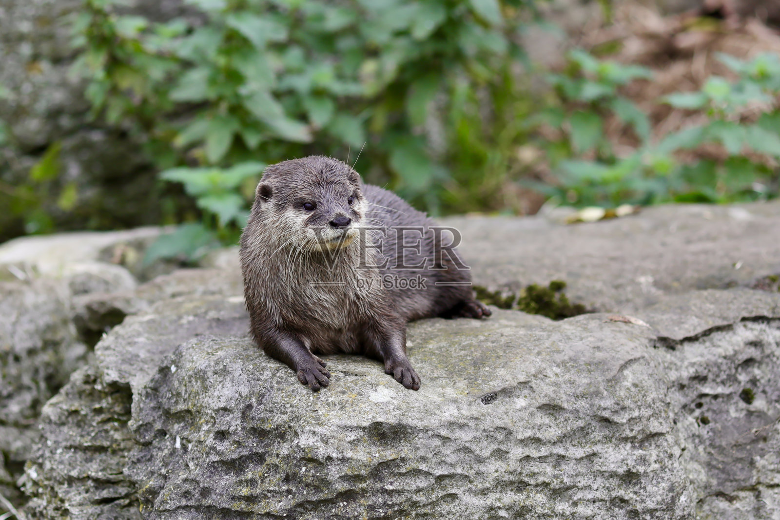 亚洲小爪水獺 (Aonyx cinereus)照片摄影图片