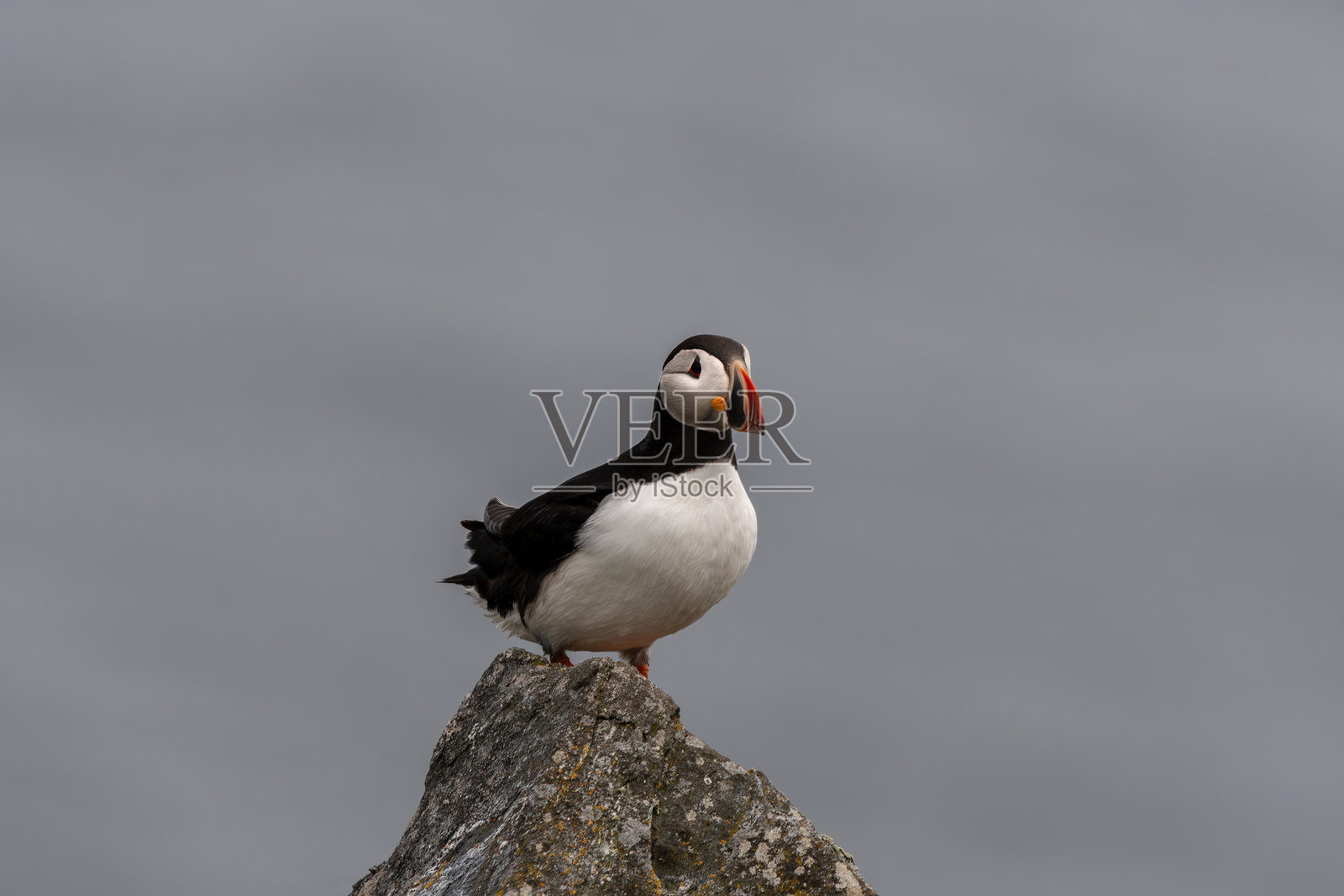 一只可爱的海雀站在岩石上照片摄影图片