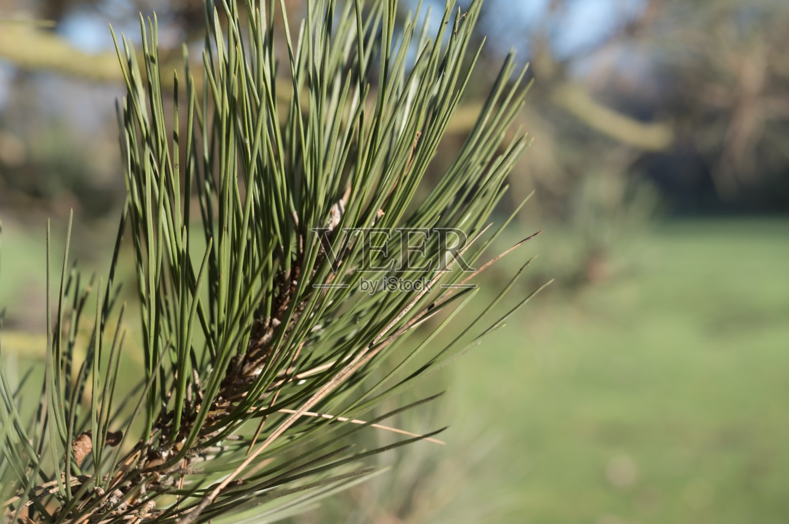 自然中生长的鲜绿色松针特写照片摄影图片