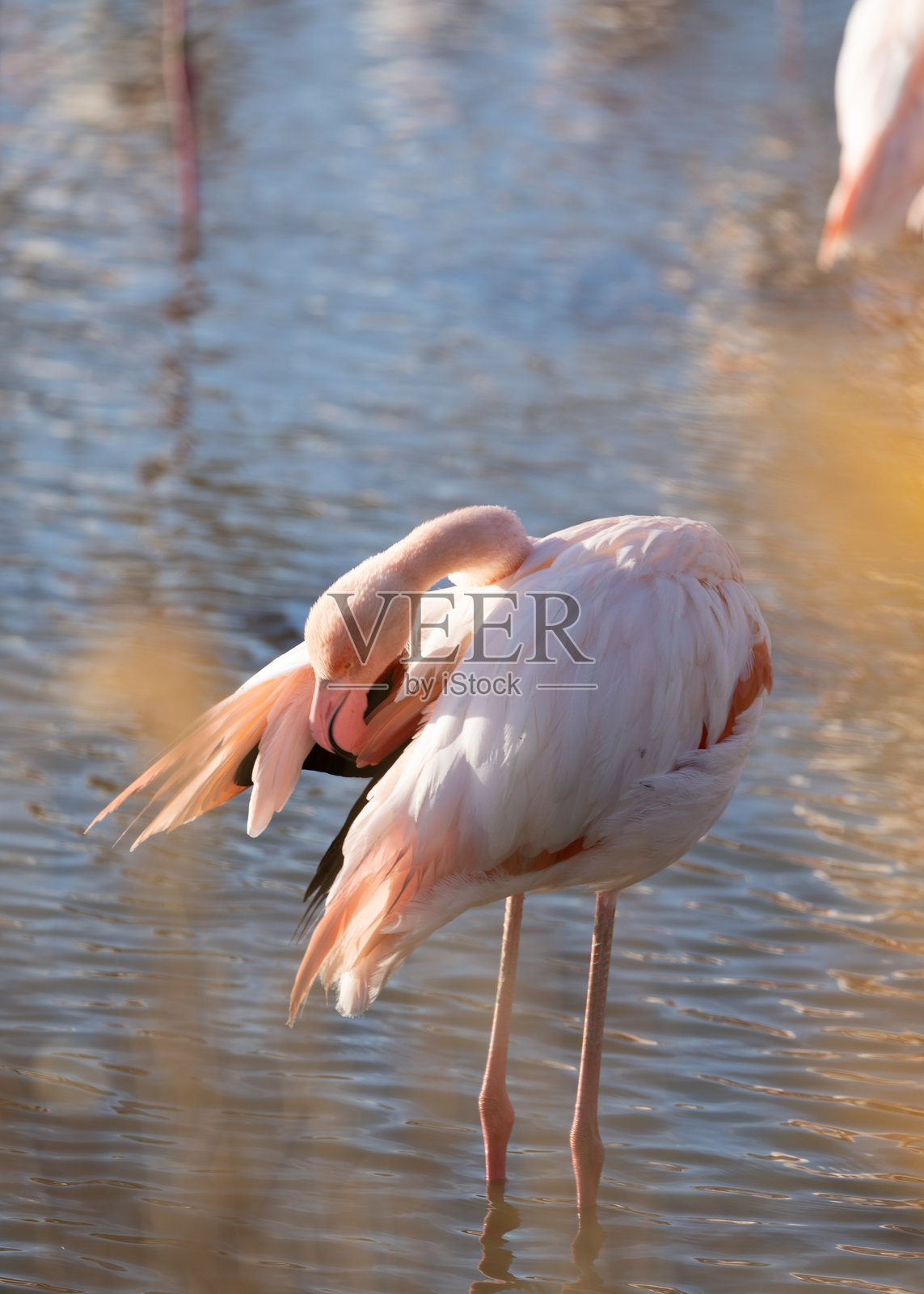 粉红色的火烈鸟照片摄影图片