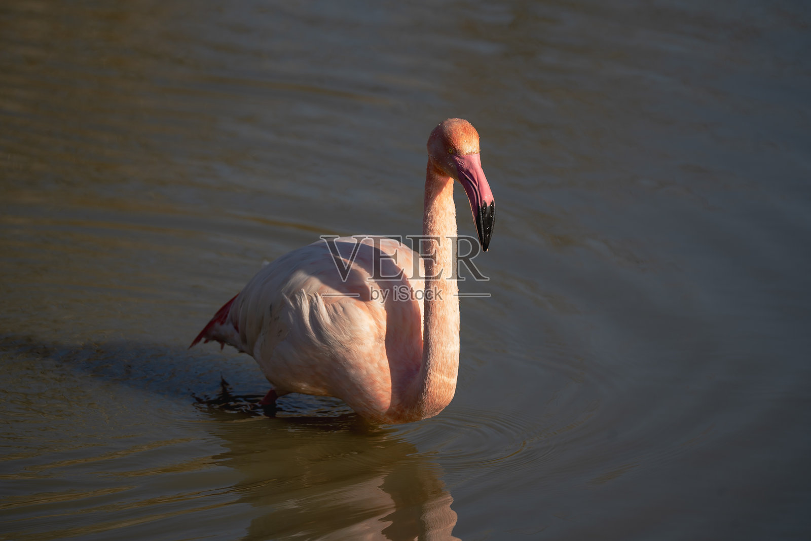 粉红色的火烈鸟照片摄影图片