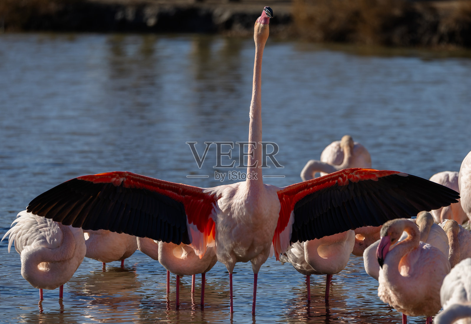 粉红色的火烈鸟照片摄影图片