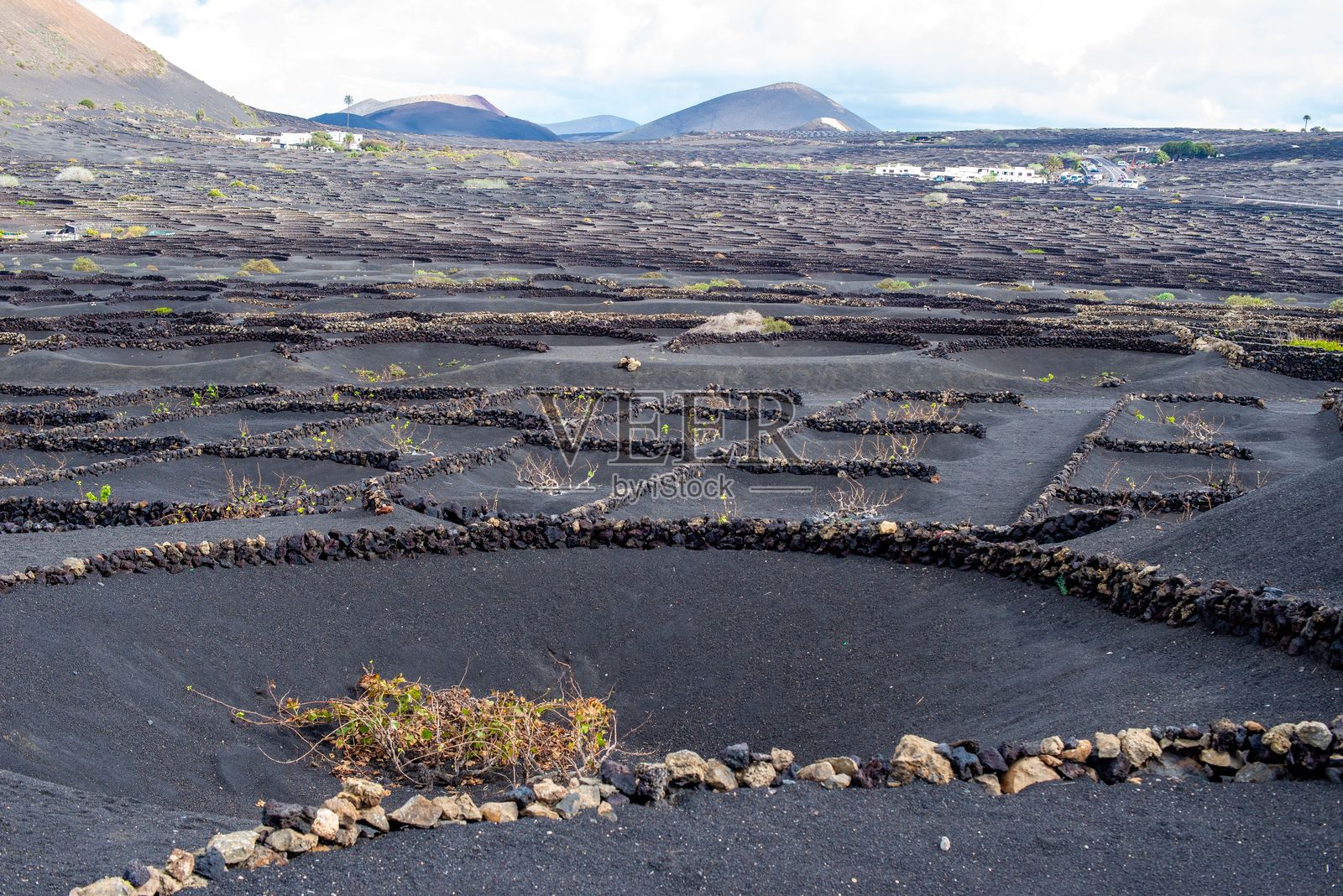 兰萨罗特岛（加那利群岛）火山土壤中的葡萄园。照片摄影图片