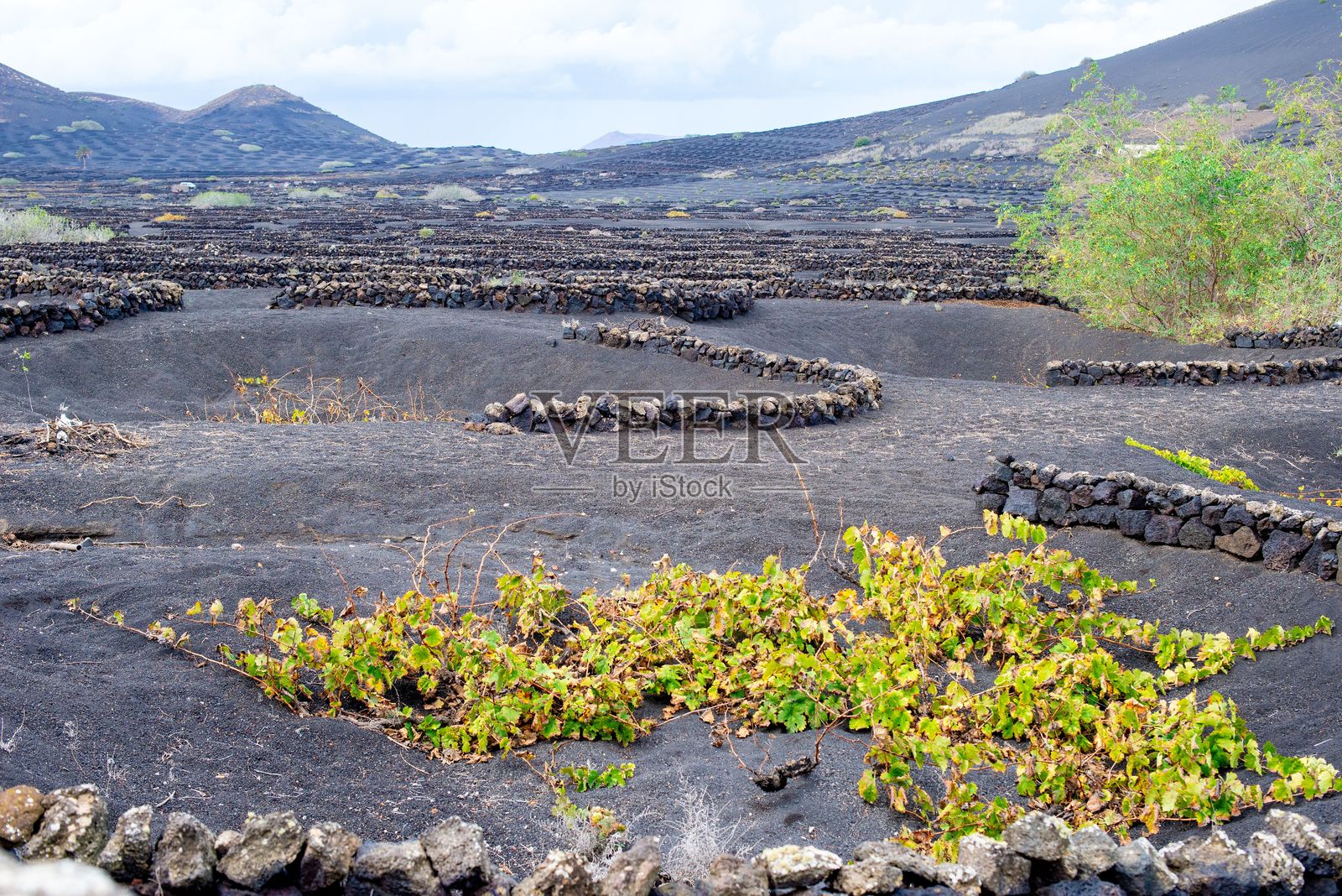 兰萨罗特火山土壤中的葡萄园，配有石墙。照片摄影图片