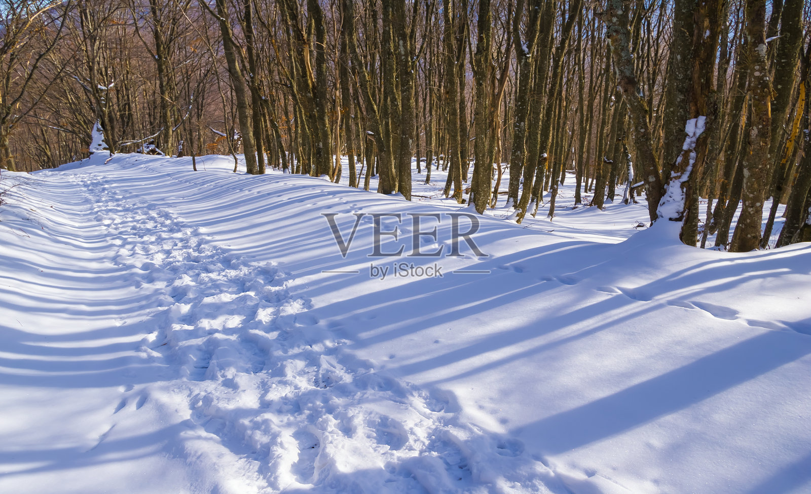 冬季被雪覆盖的森林中的乡村道路照片摄影图片