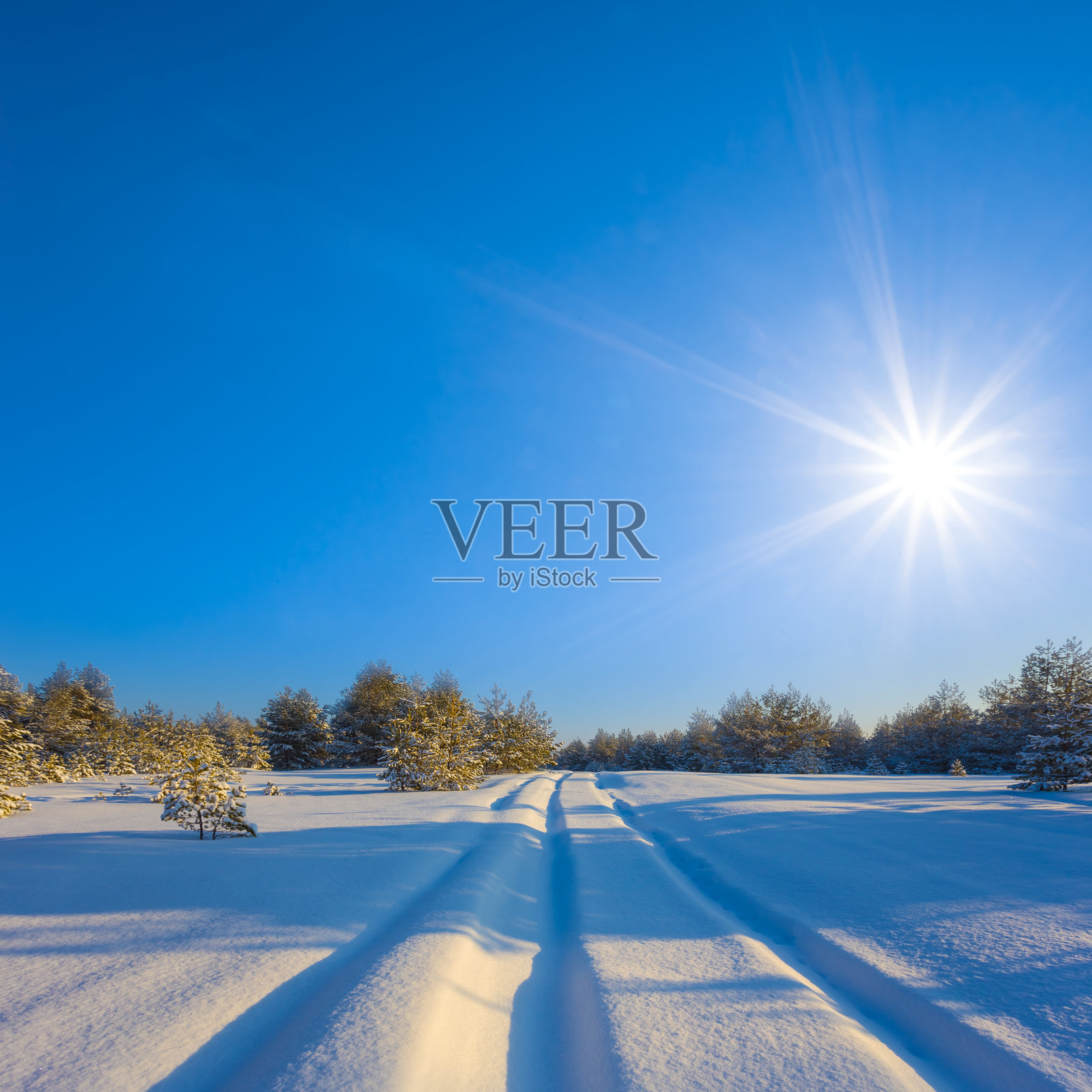 冬季被雪覆盖的冷杉树森林在阳光的闪烁下照片摄影图片