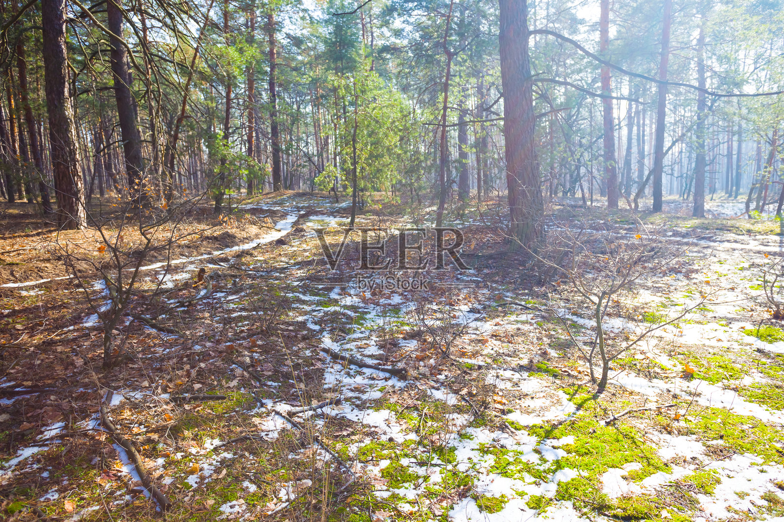 被雪覆盖的森林空地，在闪耀的阳光下，冬季户外风景照片摄影图片