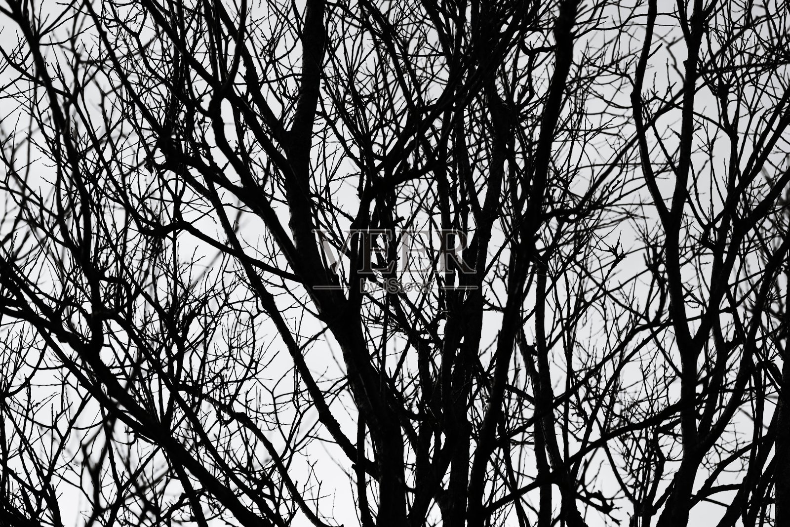 黑白色的树干特写，展现光秃的树枝结构照片摄影图片