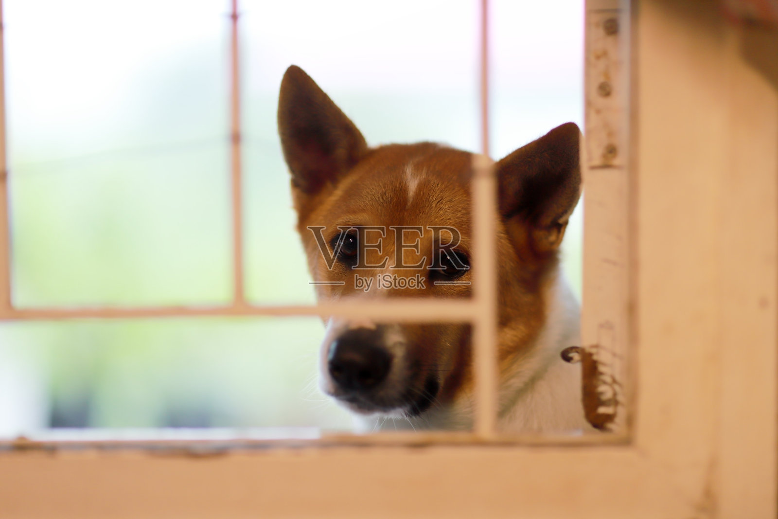 好奇的狗狗透过窗户在柔和的灯光下观察家中情况照片摄影图片