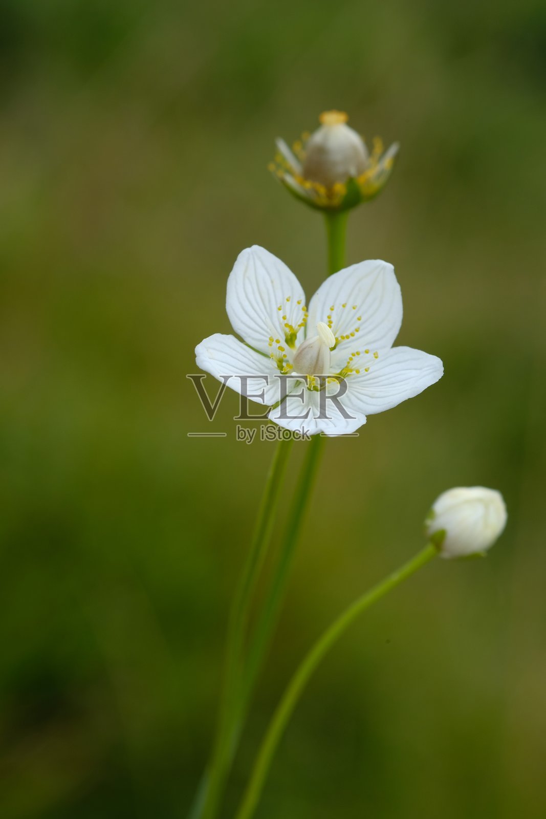 模糊背景上的海葵花。照片摄影图片