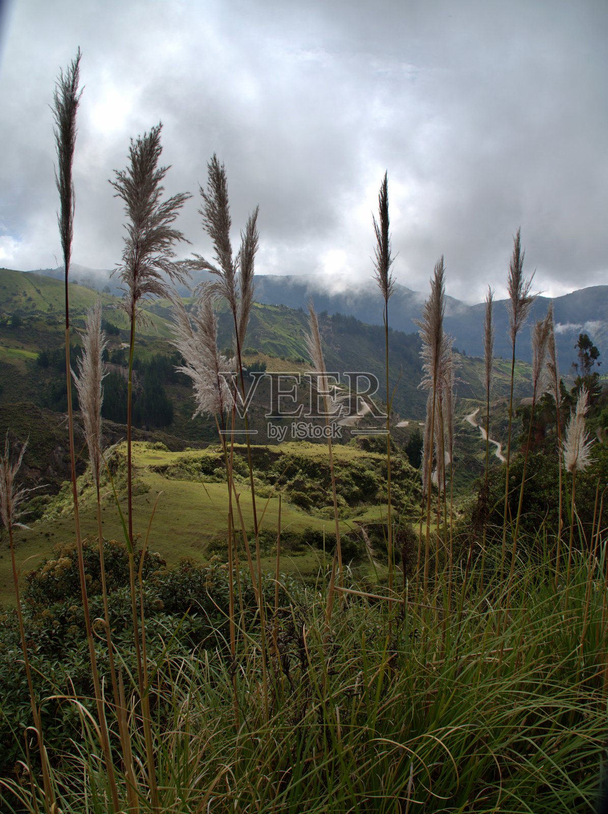 轻柔的草丛照片摄影图片