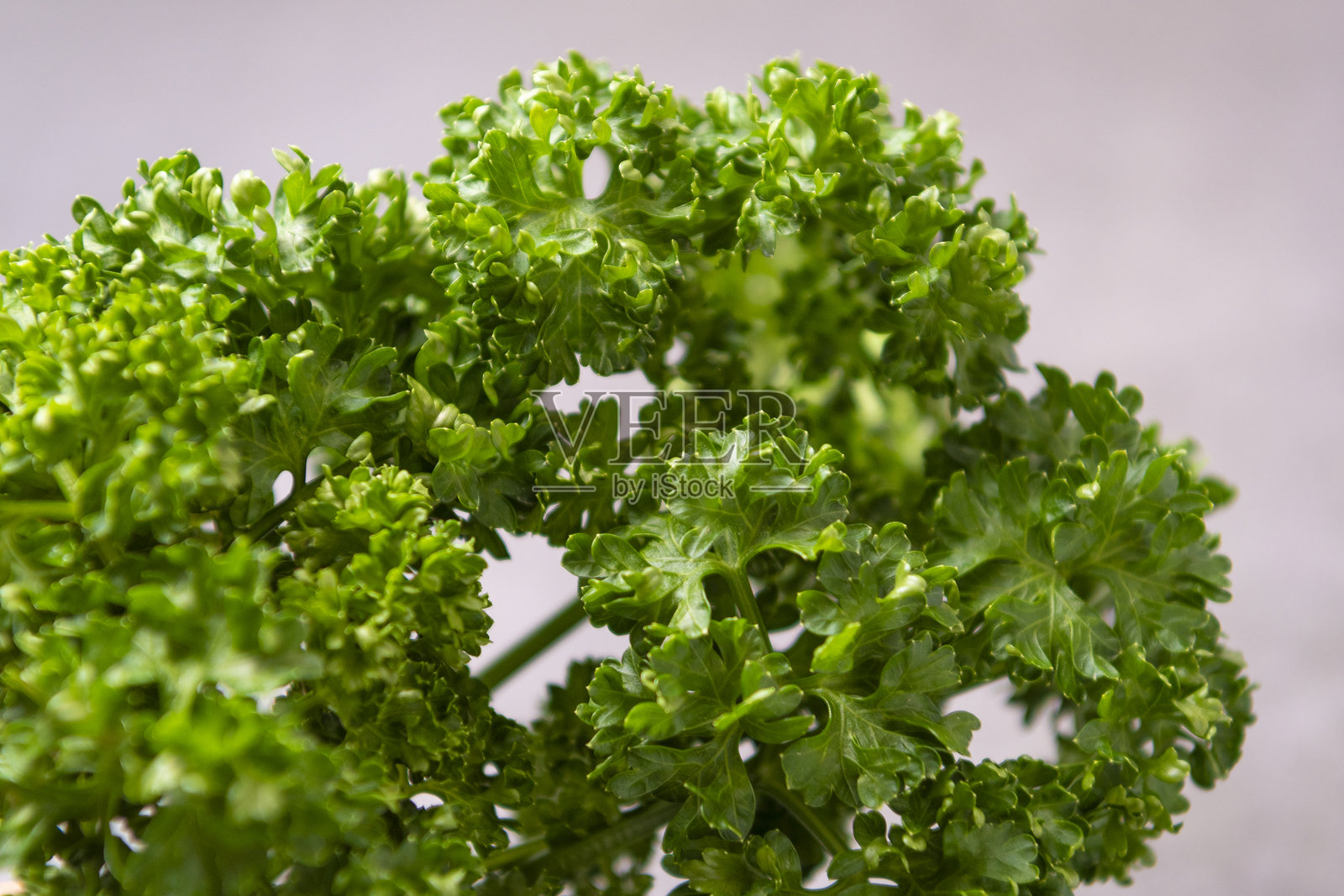 新鲜的香 parsley，鲜亮的绿色，刚刚采摘。照片摄影图片