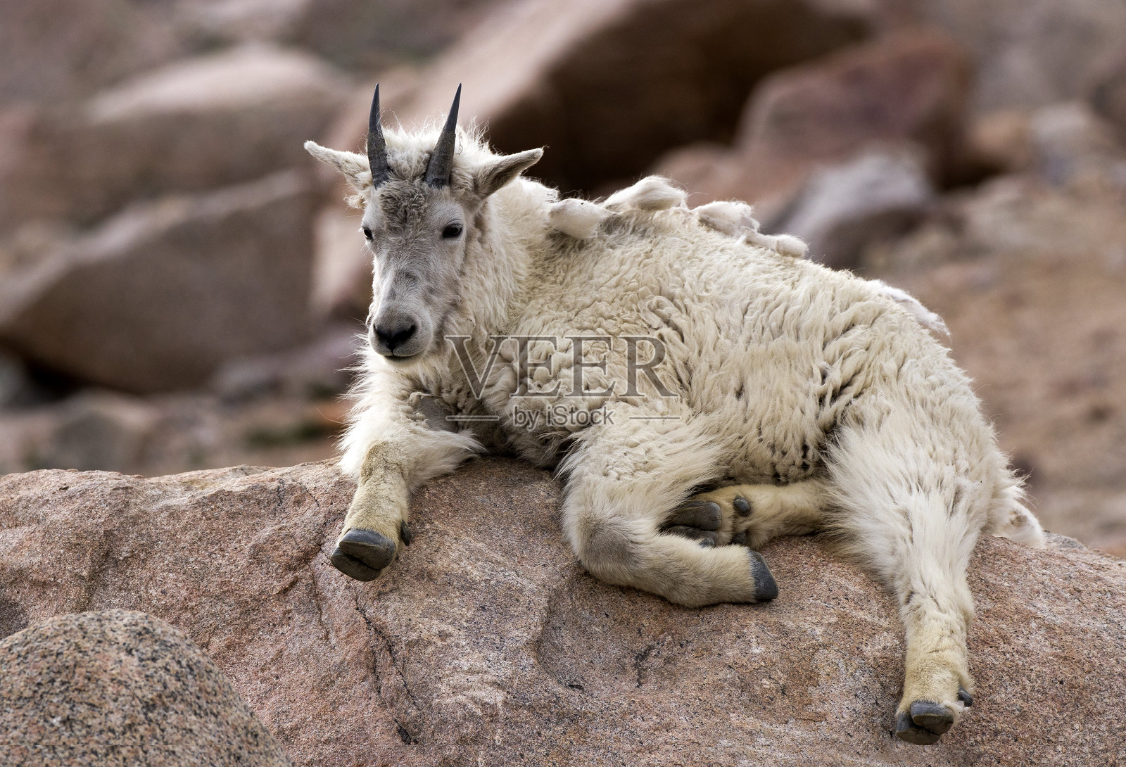 山羊照片摄影图片
