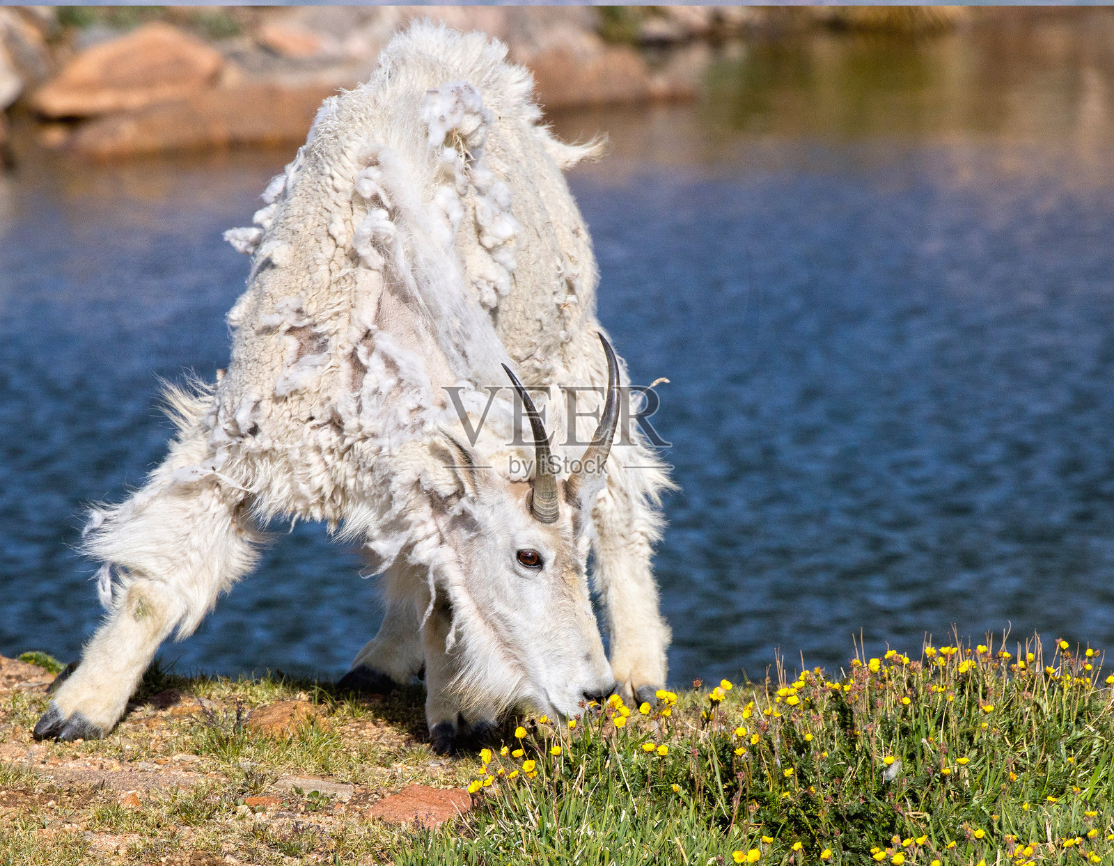 山羊照片摄影图片