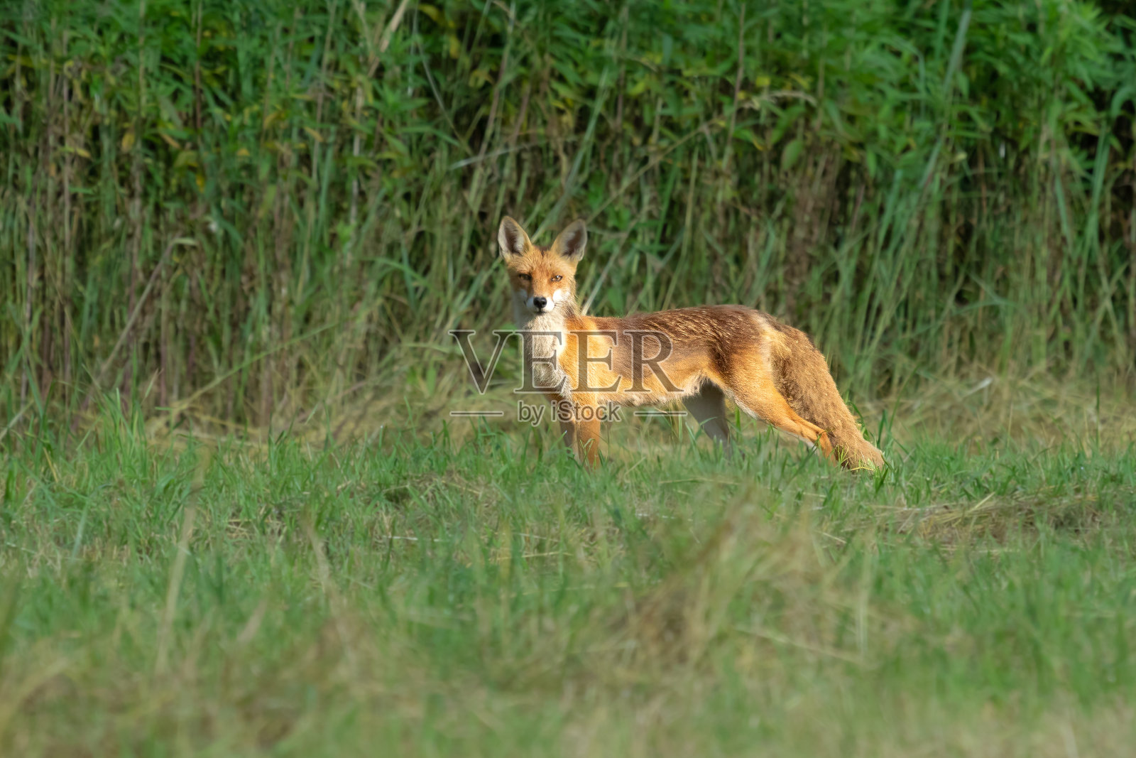 田野中的狐狸照片摄影图片