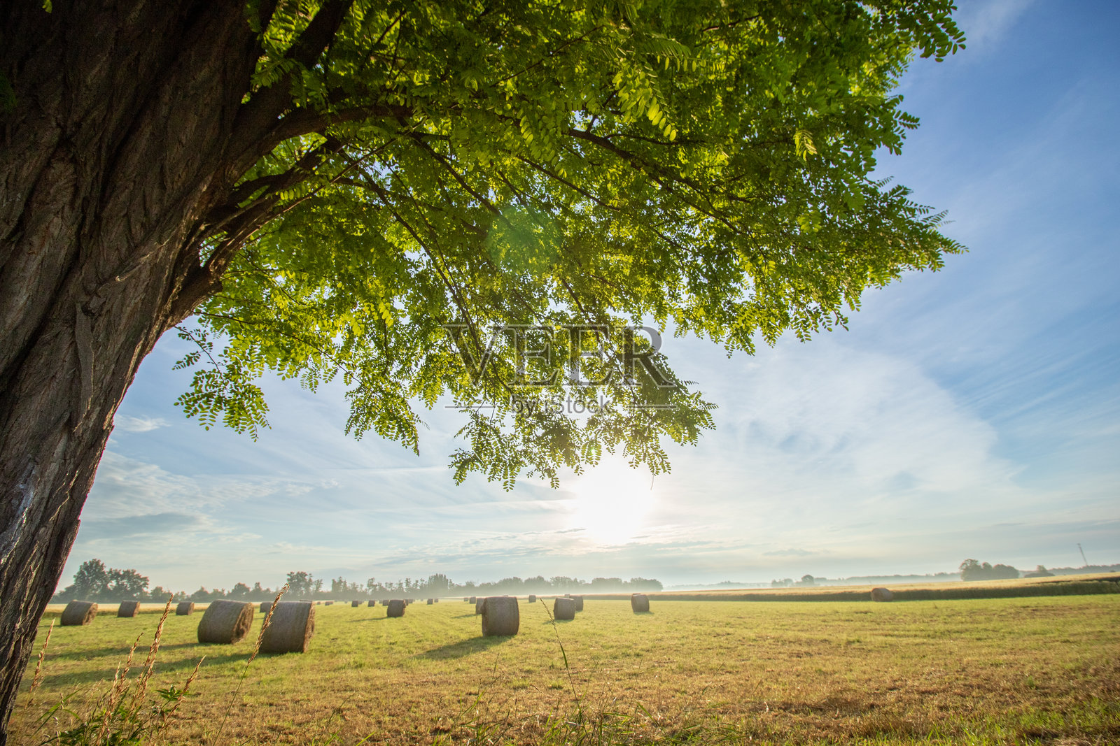 农业田野上的日出照片摄影图片
