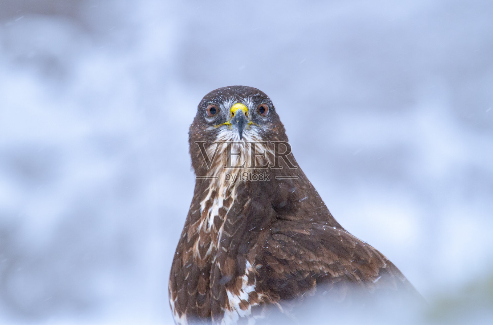 雪中的秃鹰照片摄影图片