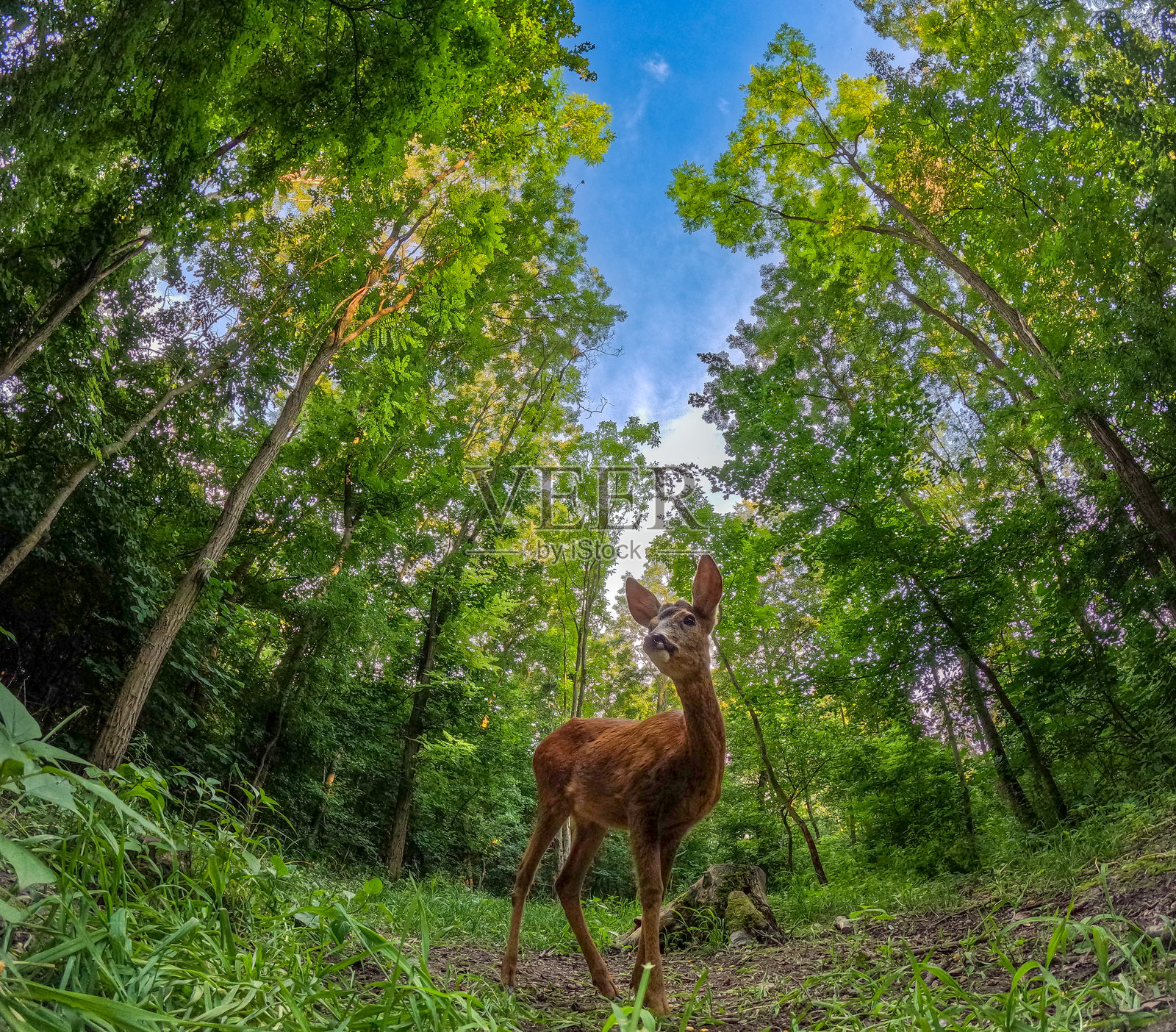 鱼眼镜头下的森林中的鹿照片摄影图片