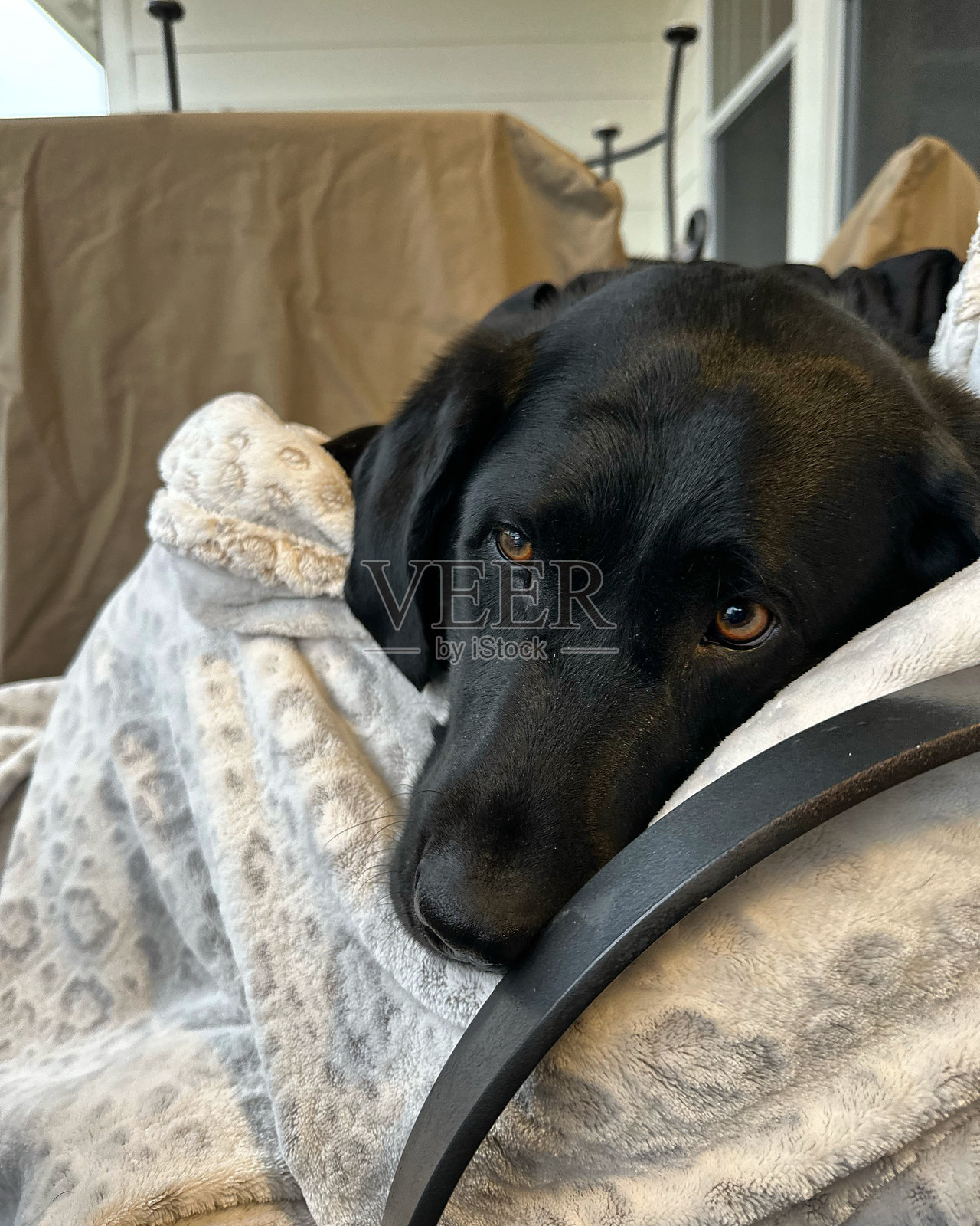 狗狗在Etsy上醒来，结束了小憩。照片摄影图片