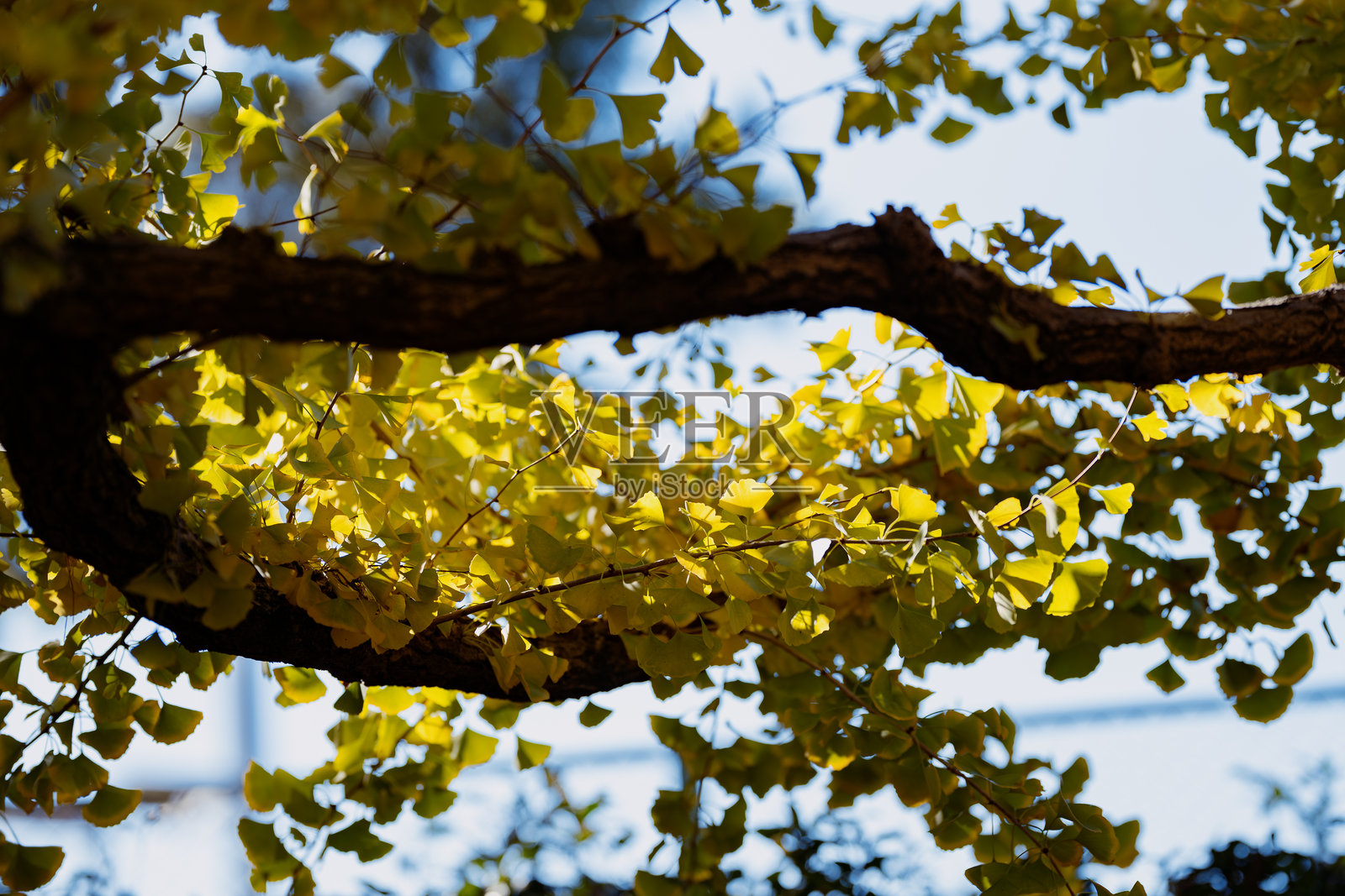 阳光照耀下的银杏叶子在树枝上照片摄影图片
