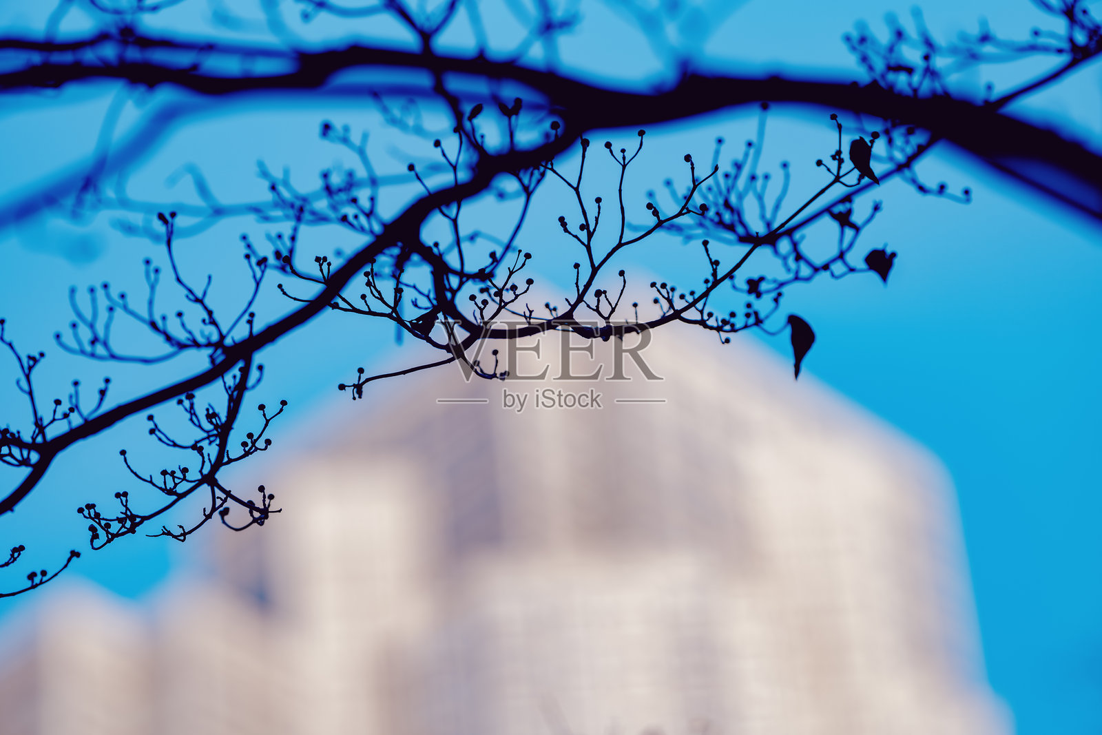 聚焦树枝：自然框架中的城市生活照片摄影图片