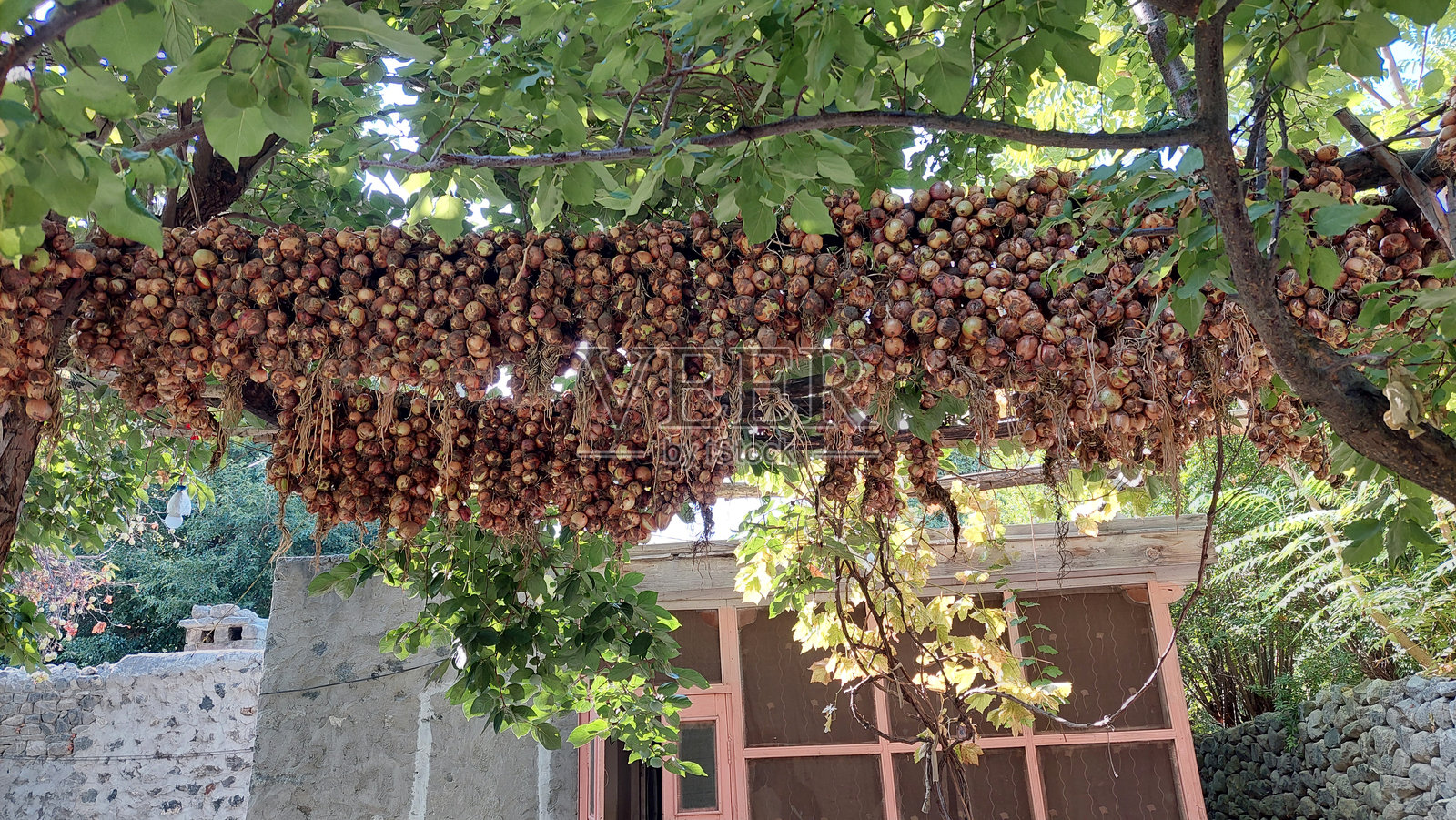 冬季蔬菜保存照片摄影图片