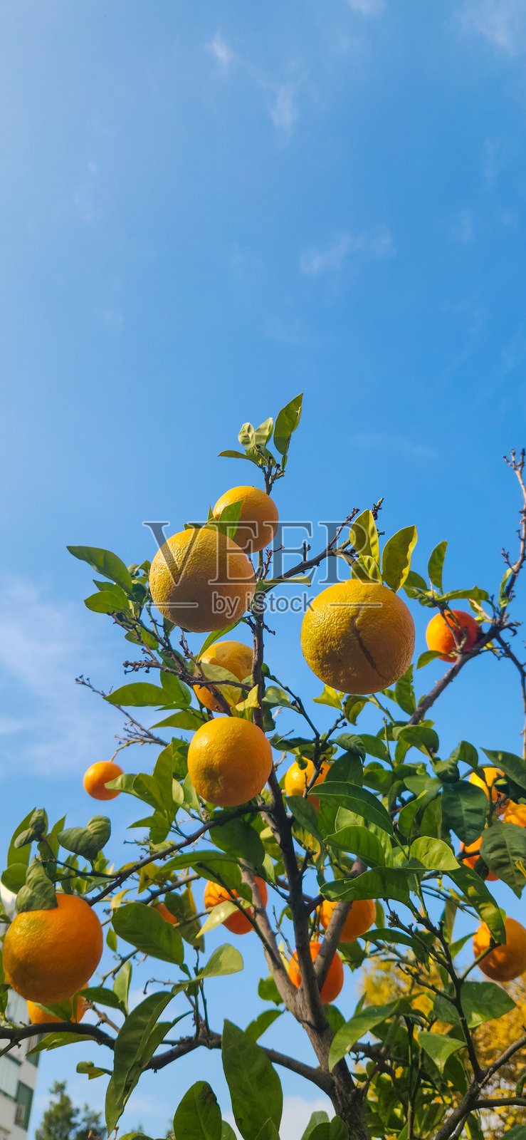 树上的新鲜橙子照片摄影图片