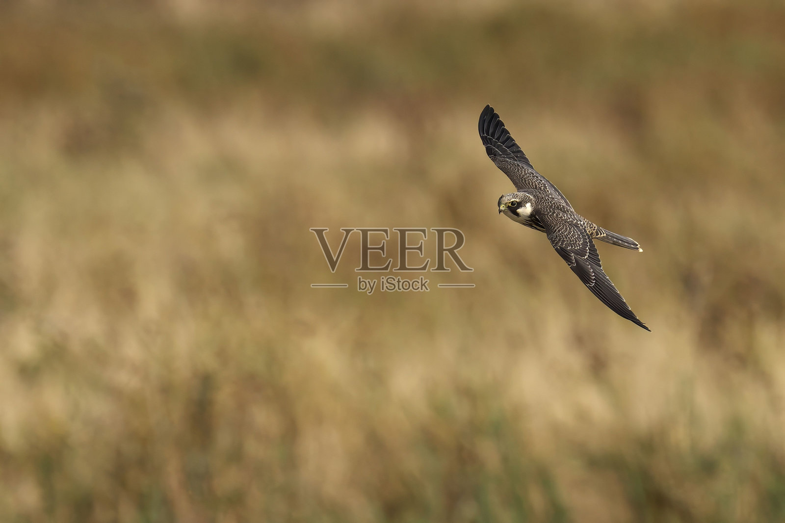 游隼在飞行中照片摄影图片
