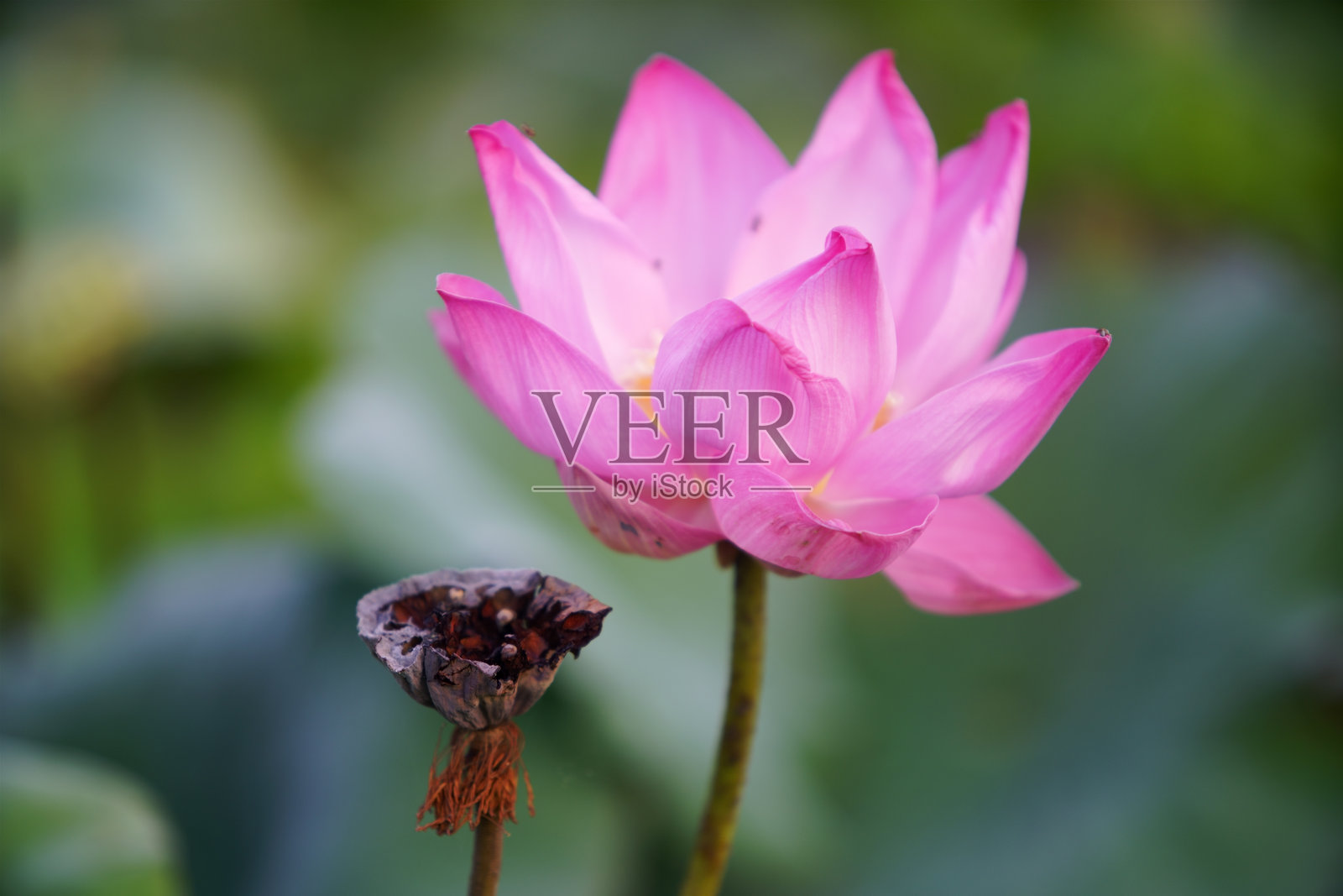 美丽的粉色莲花在绿色背景下绽放照片摄影图片