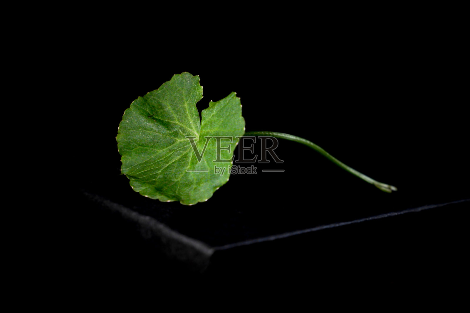 黑色背景上孤立的积雪草绿叶照片摄影图片