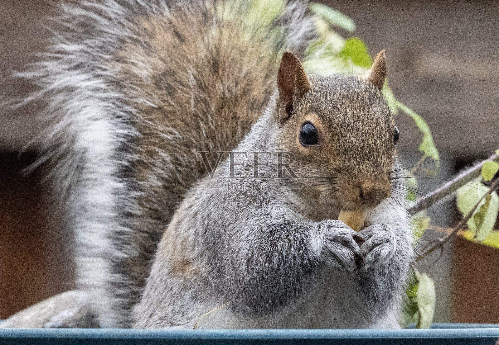 一只灰色松鼠在后院甲板上啃花生。照片摄影图片