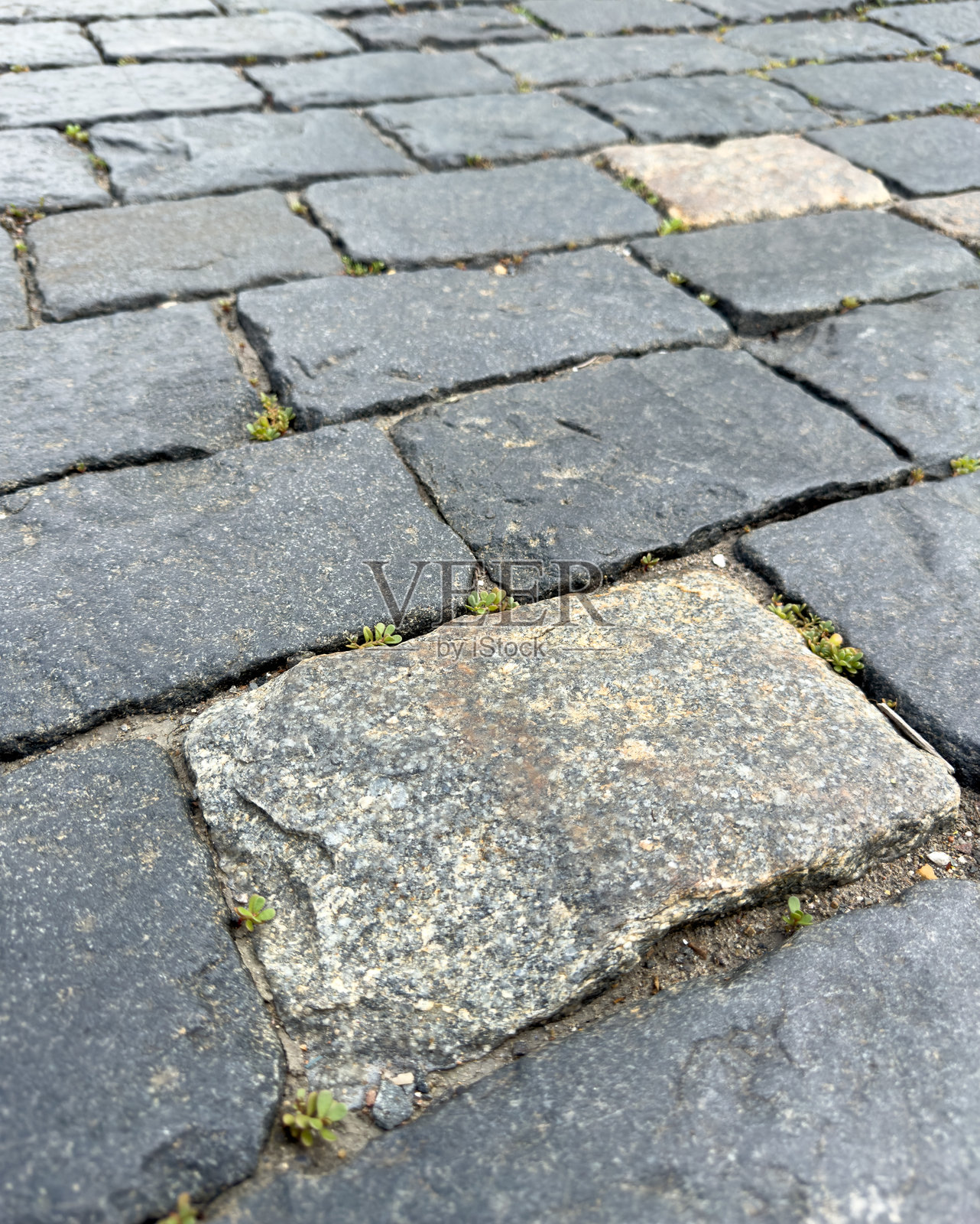 植物为原本单调无生气的人行道增添了一丝生机。照片摄影图片