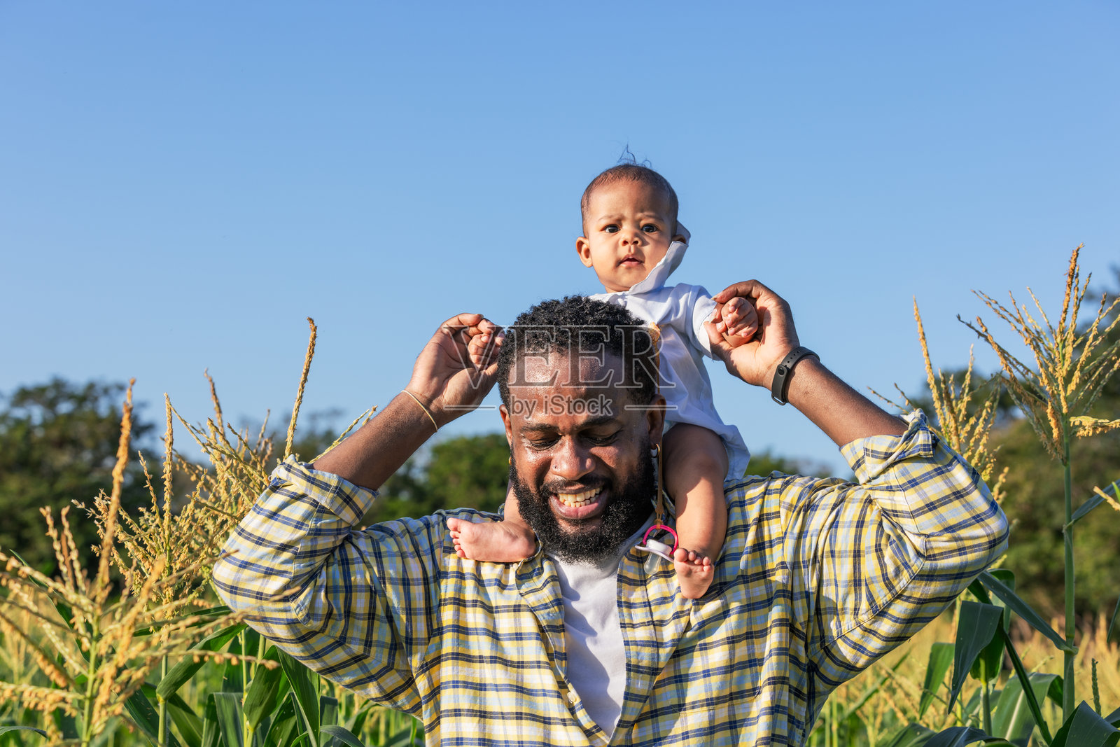 父亲和婴儿在玉米田里照片摄影图片