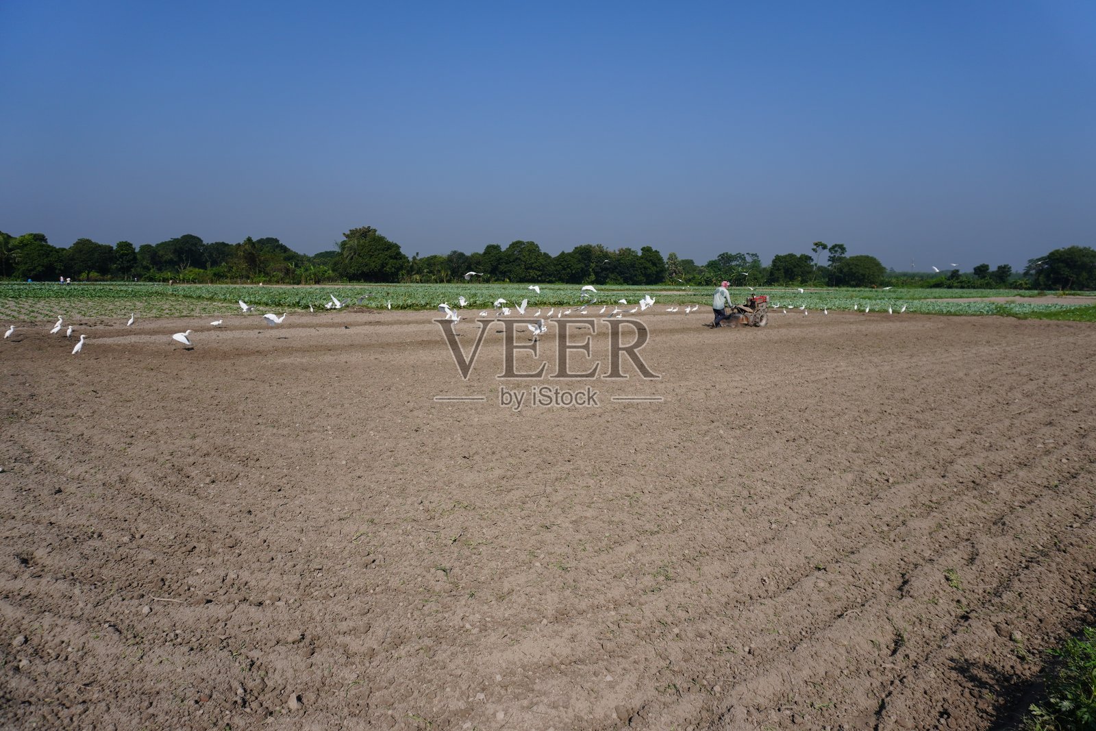 苍鹭在田野上空飞翔照片摄影图片