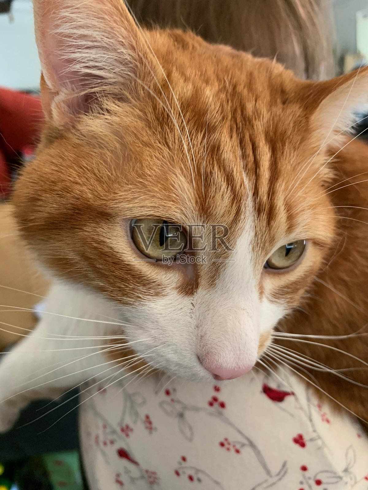 舒适的小猫照片摄影图片