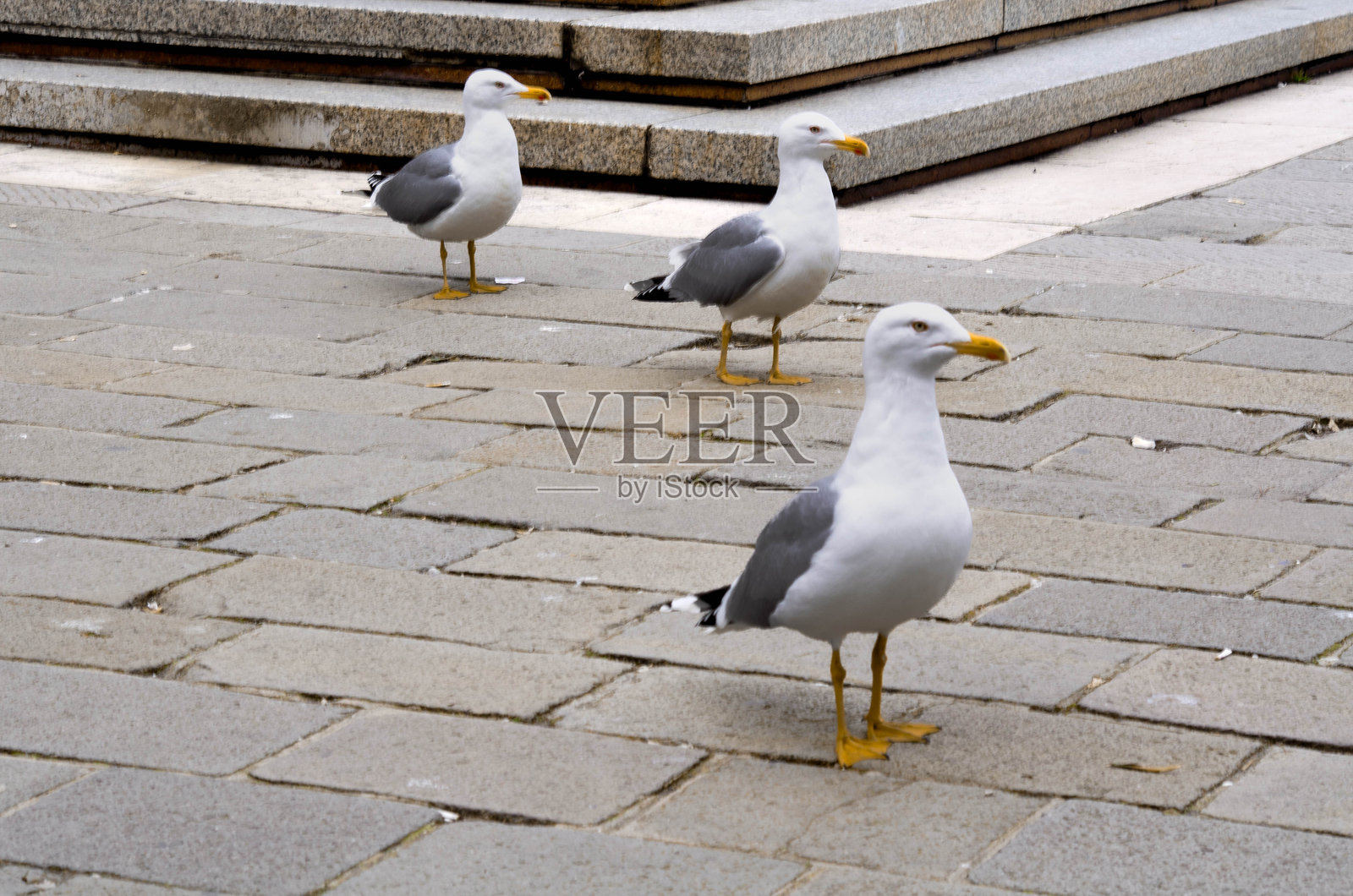 海鸥探索威尼斯的海岸联系照片摄影图片