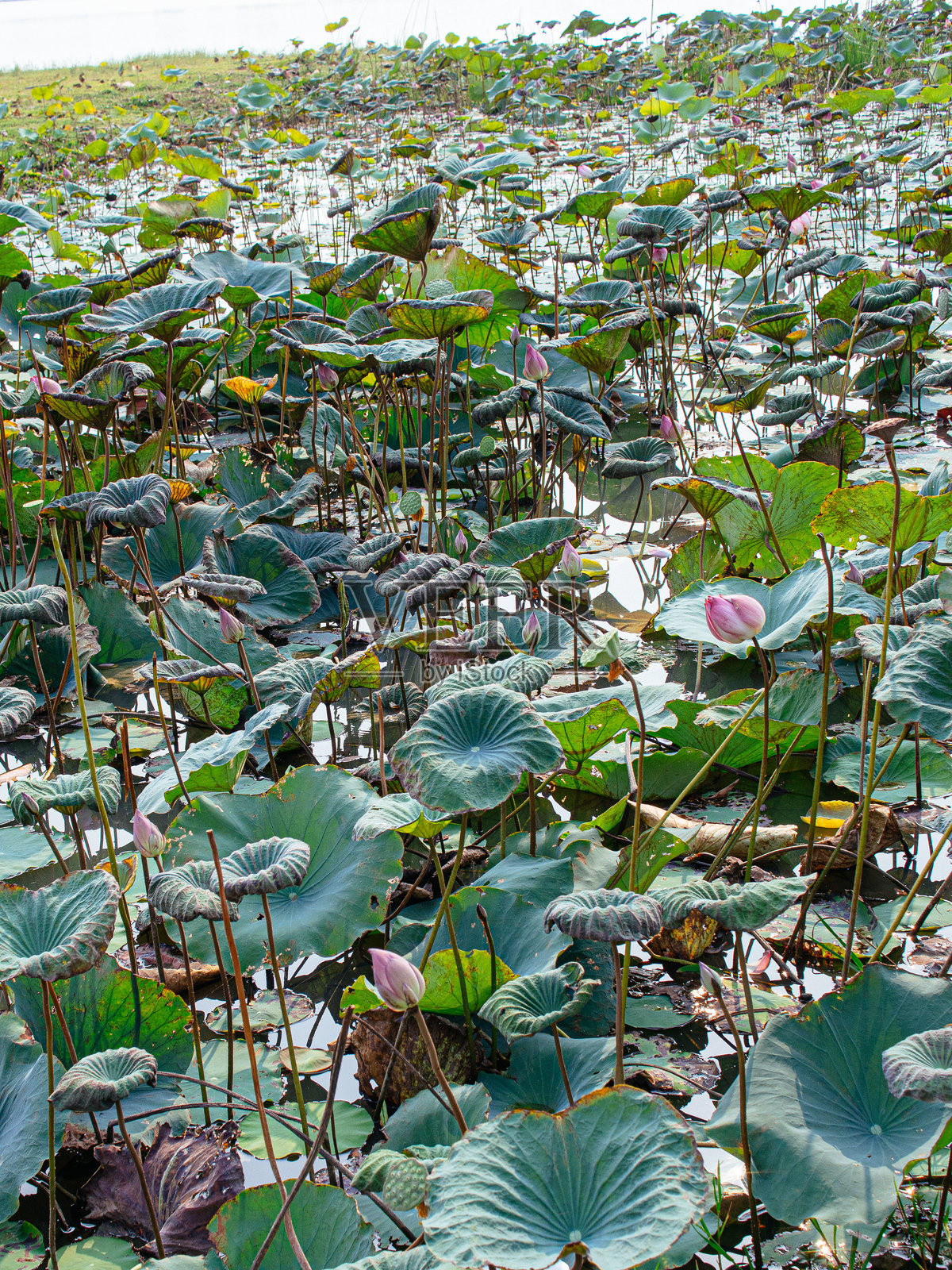 莲花特写照片摄影图片
