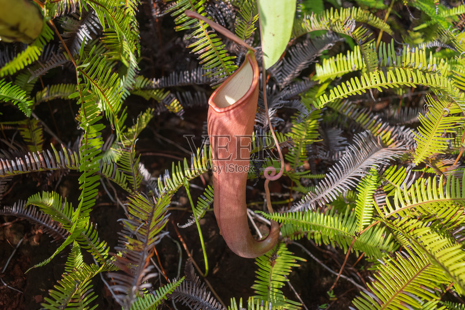 野生猪笼草食肉植物照片摄影图片