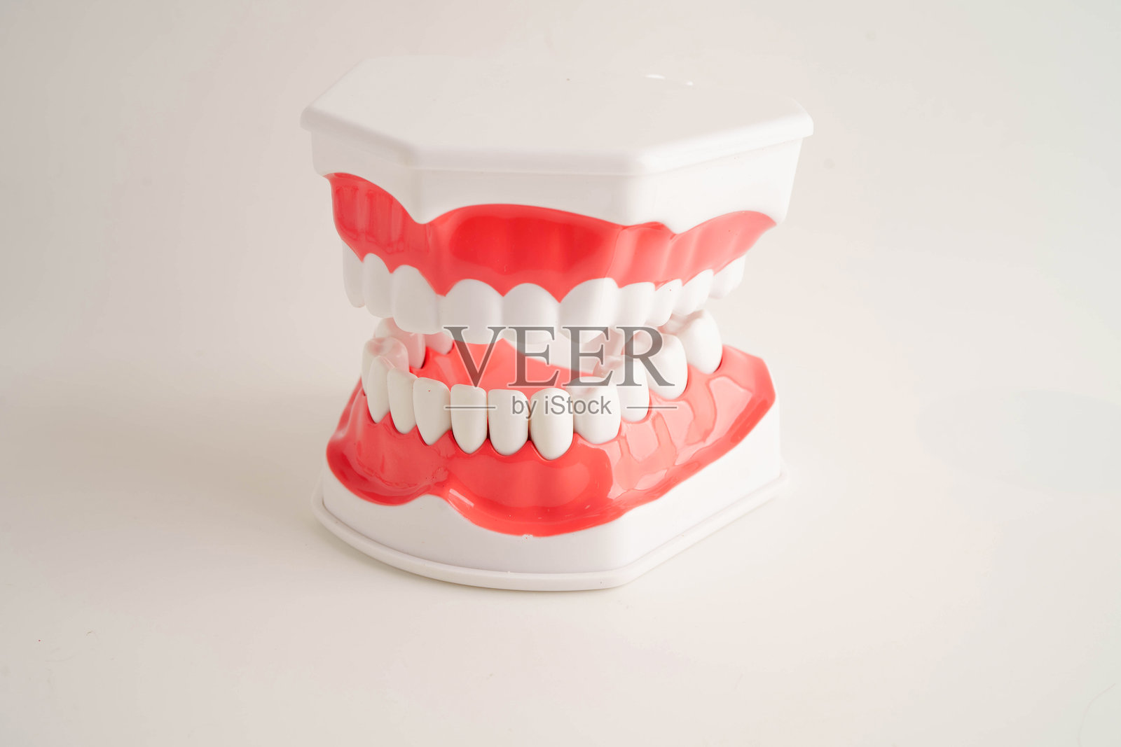 白色背景上的牙齿模型，用于学习牙科知识。照片摄影图片