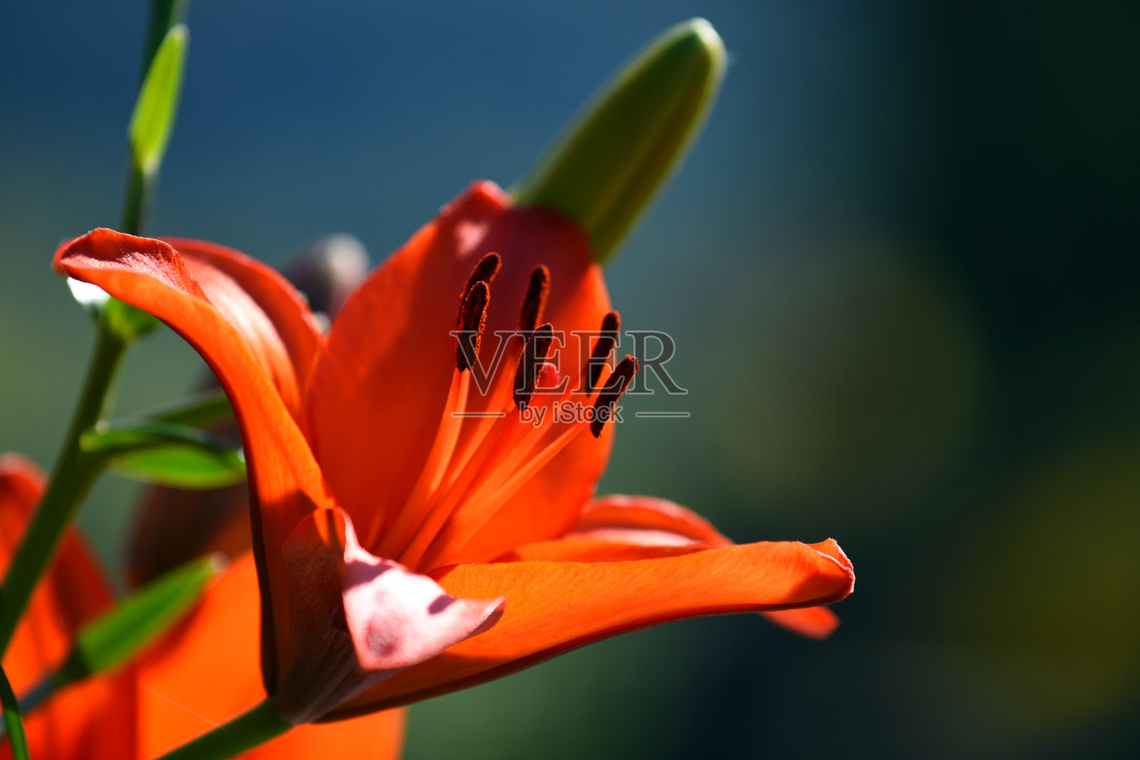 红色百合照片摄影图片