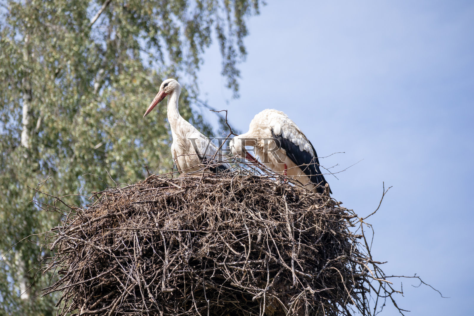 两只白鹳在蓝天背景下的扭曲树巢中。照片摄影图片