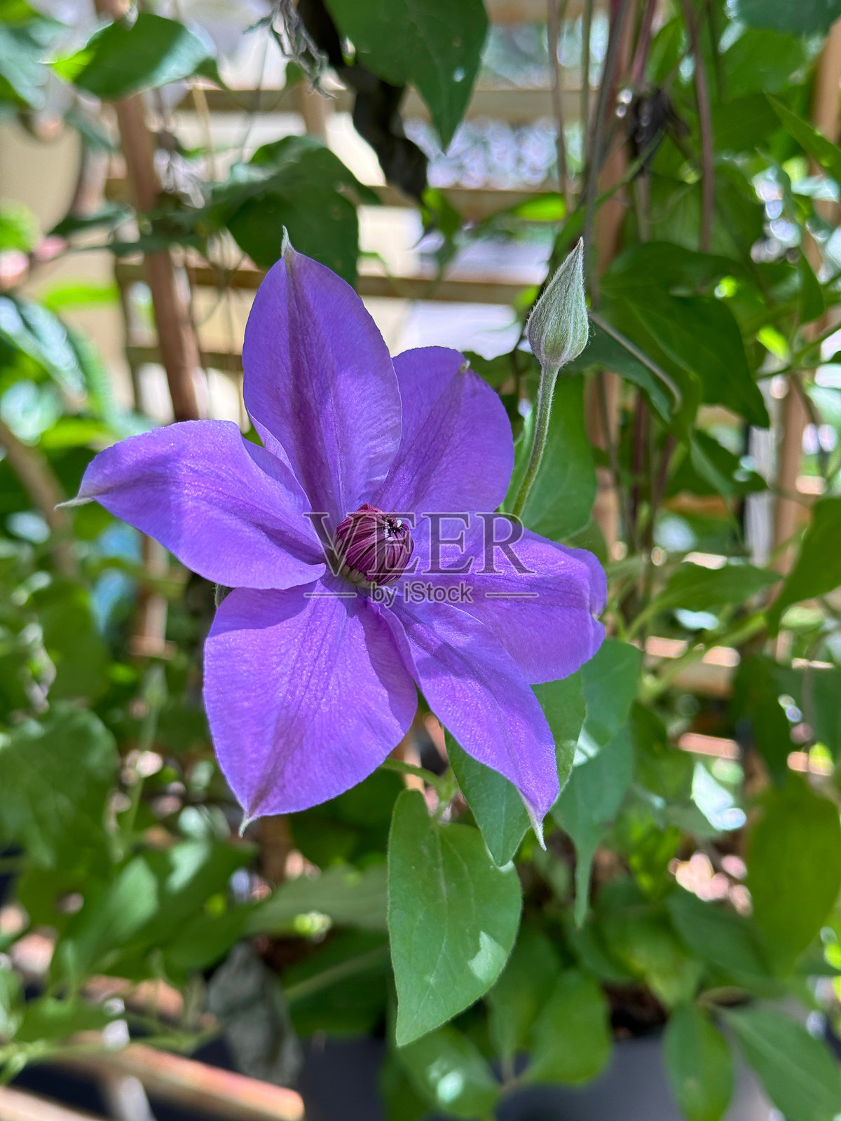 热情花铁线莲照片摄影图片
