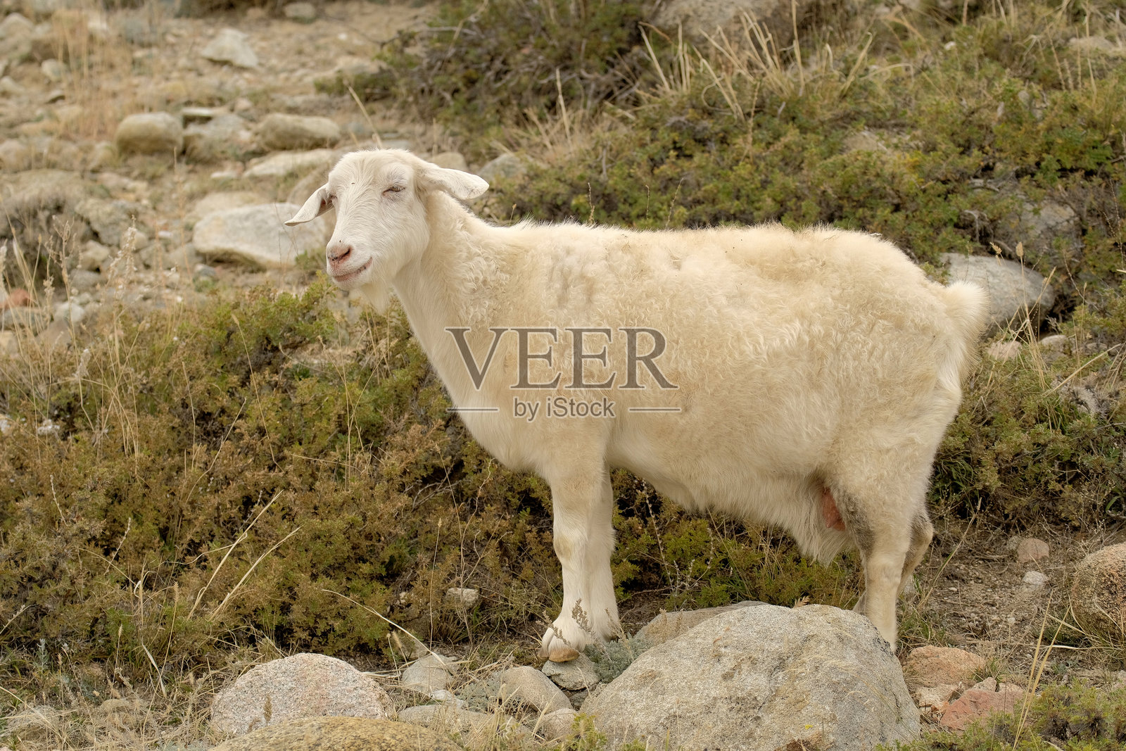 一只可爱搞笑的白色毛茸茸的山羊站在长满草和杂草的岩石田野上。出售山羊肉、羊毛和牛奶。畜牧业和农业。乡村生活照片摄影图片