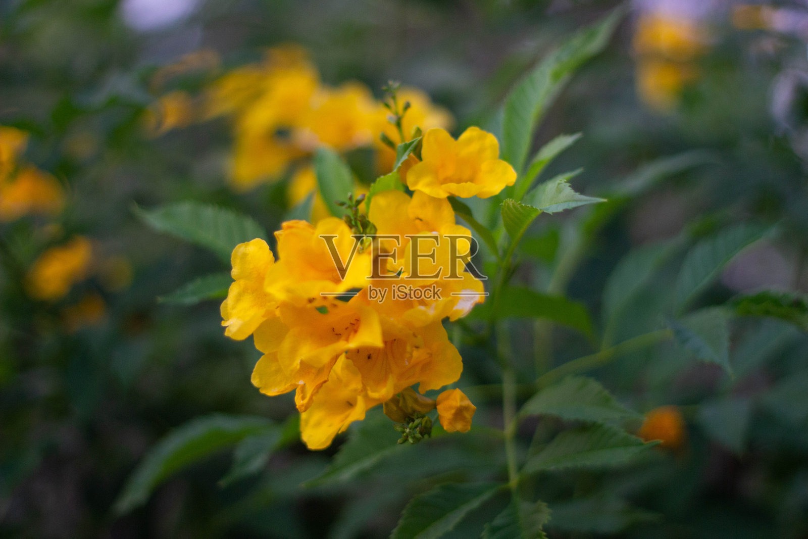 通关花是黄色的花。照片摄影图片