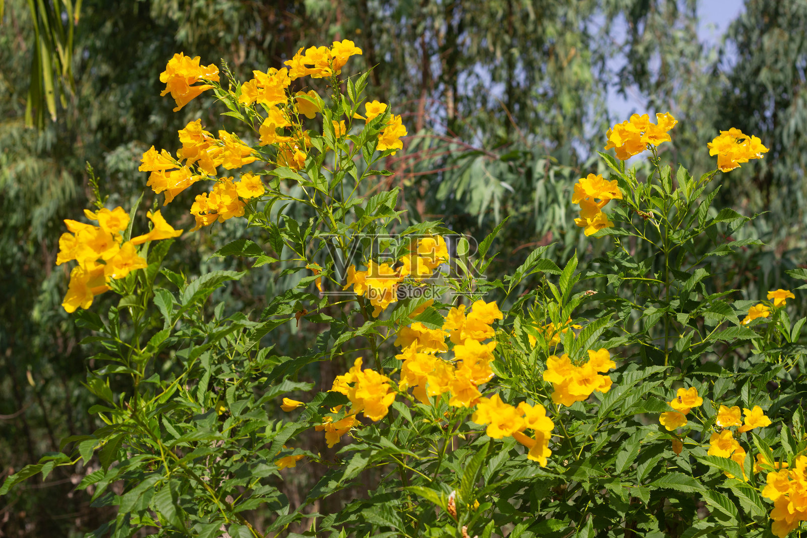 通关花是黄色的花。照片摄影图片