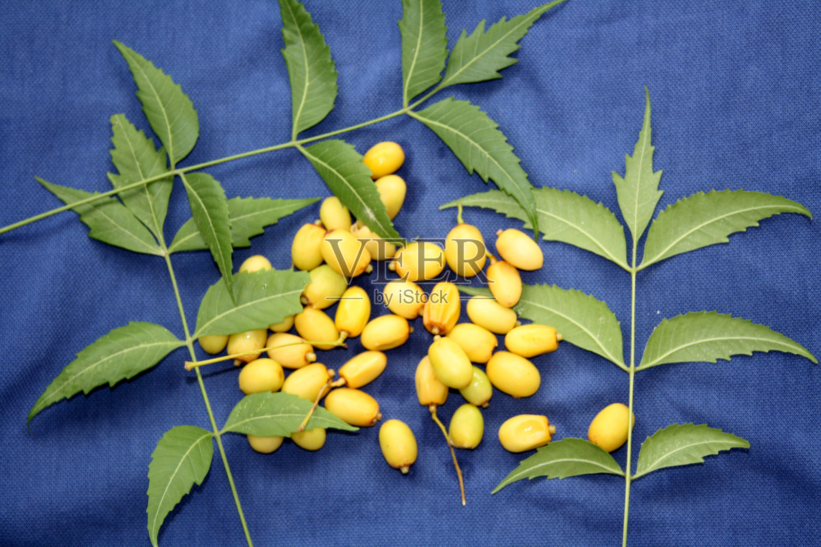 印度紫丁香或苦楝（Azadirachta indica）果实和叶子放在蓝色布料上。照片摄影图片