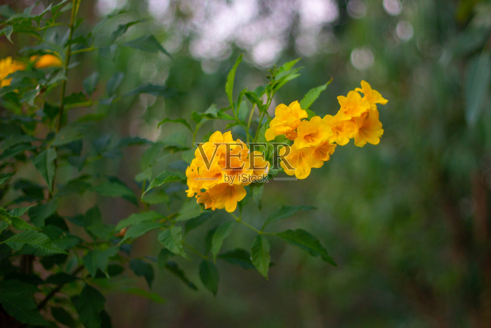 通关花是黄色花朵照片摄影图片