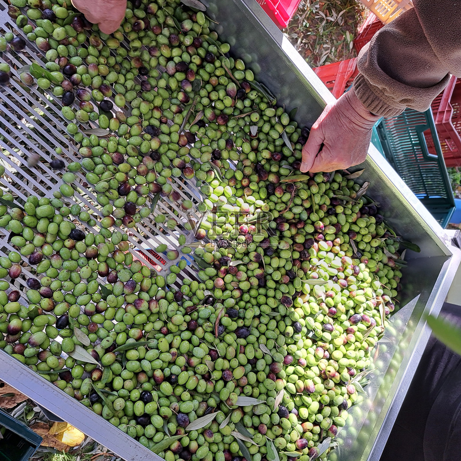 橄榄收获照片摄影图片